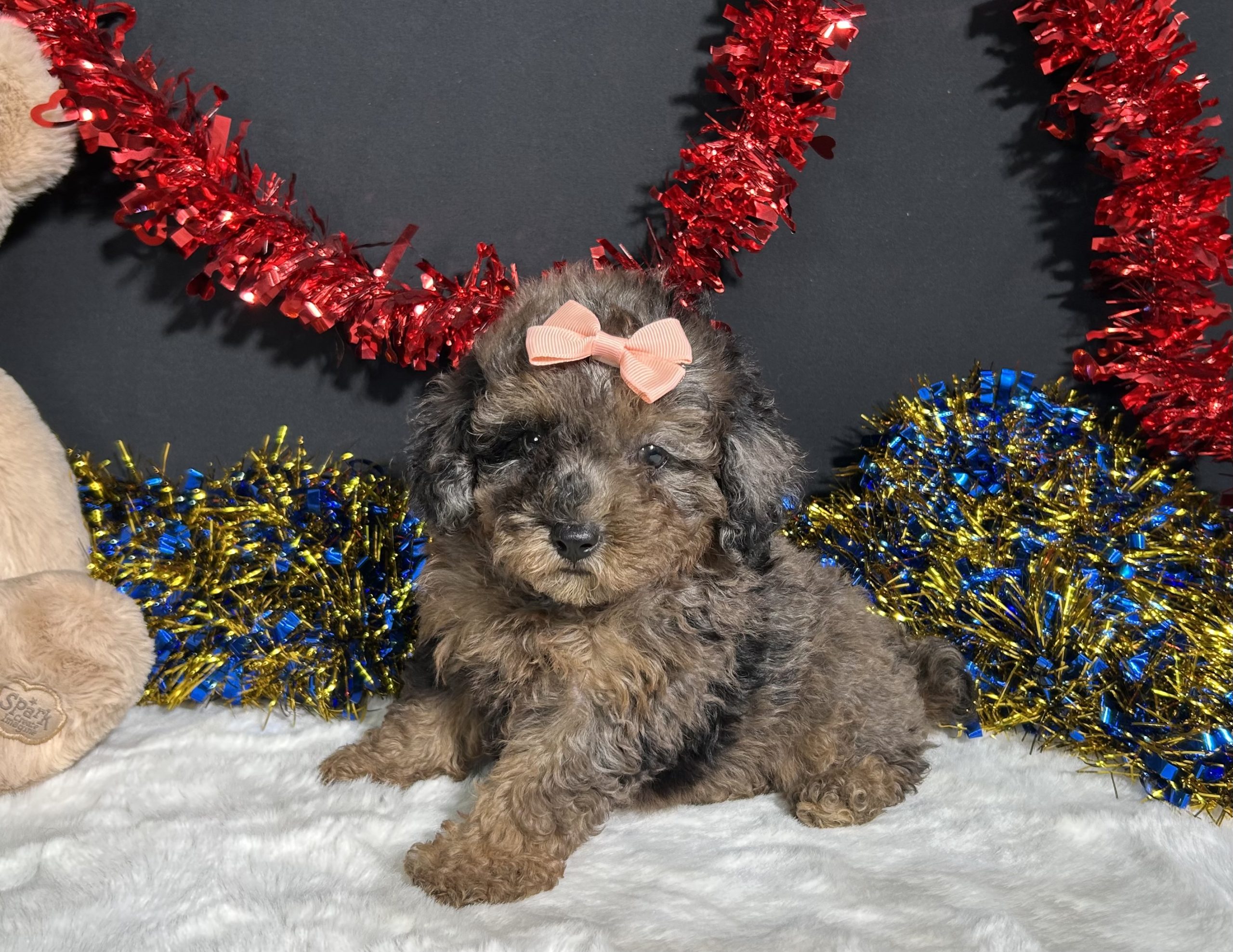 Sherri The Mini Poodle 4 Sherri The Mini Poodle - Image 4