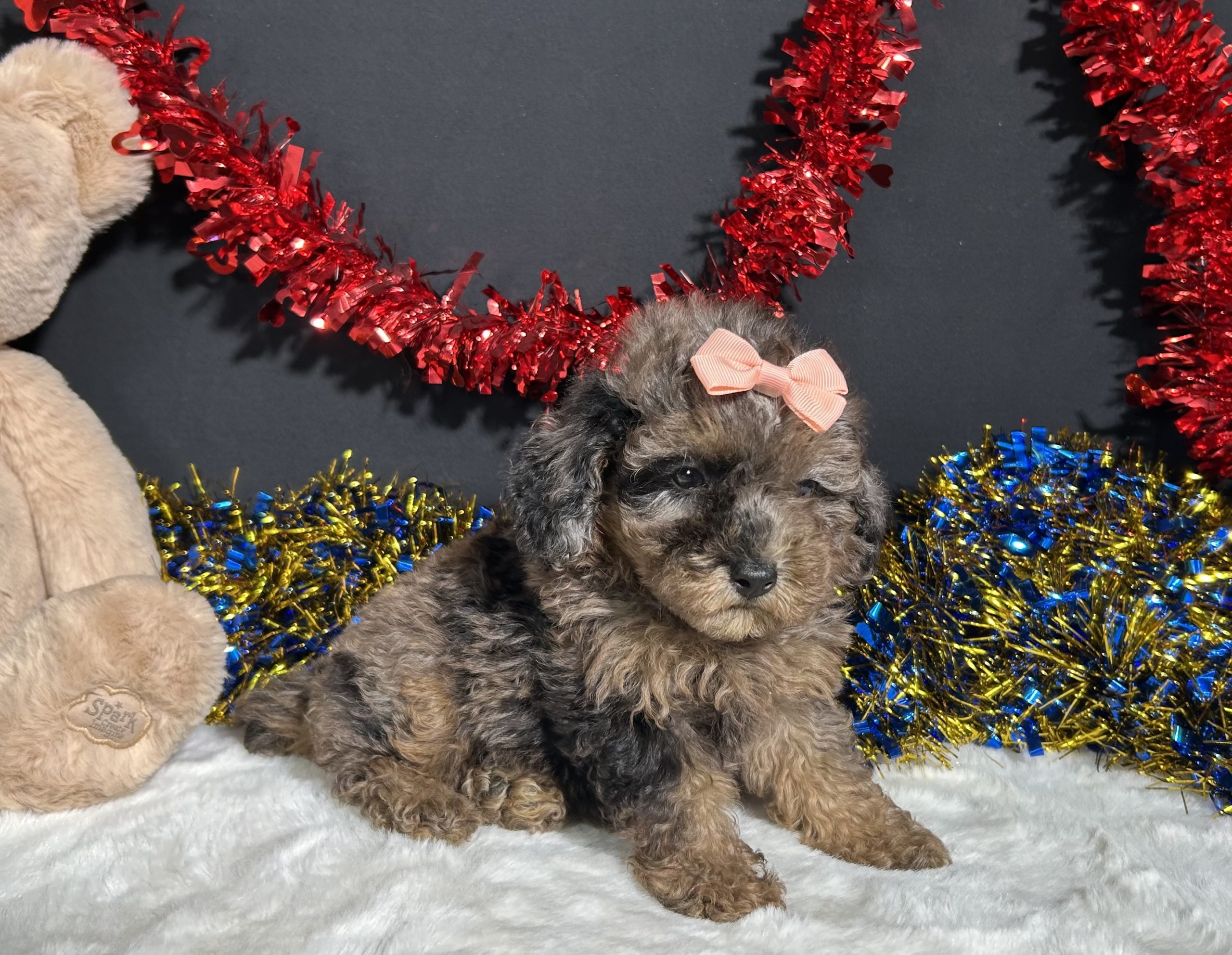 Sherri The Mini Poodle 7 Sherri The Mini Poodle - Image 7