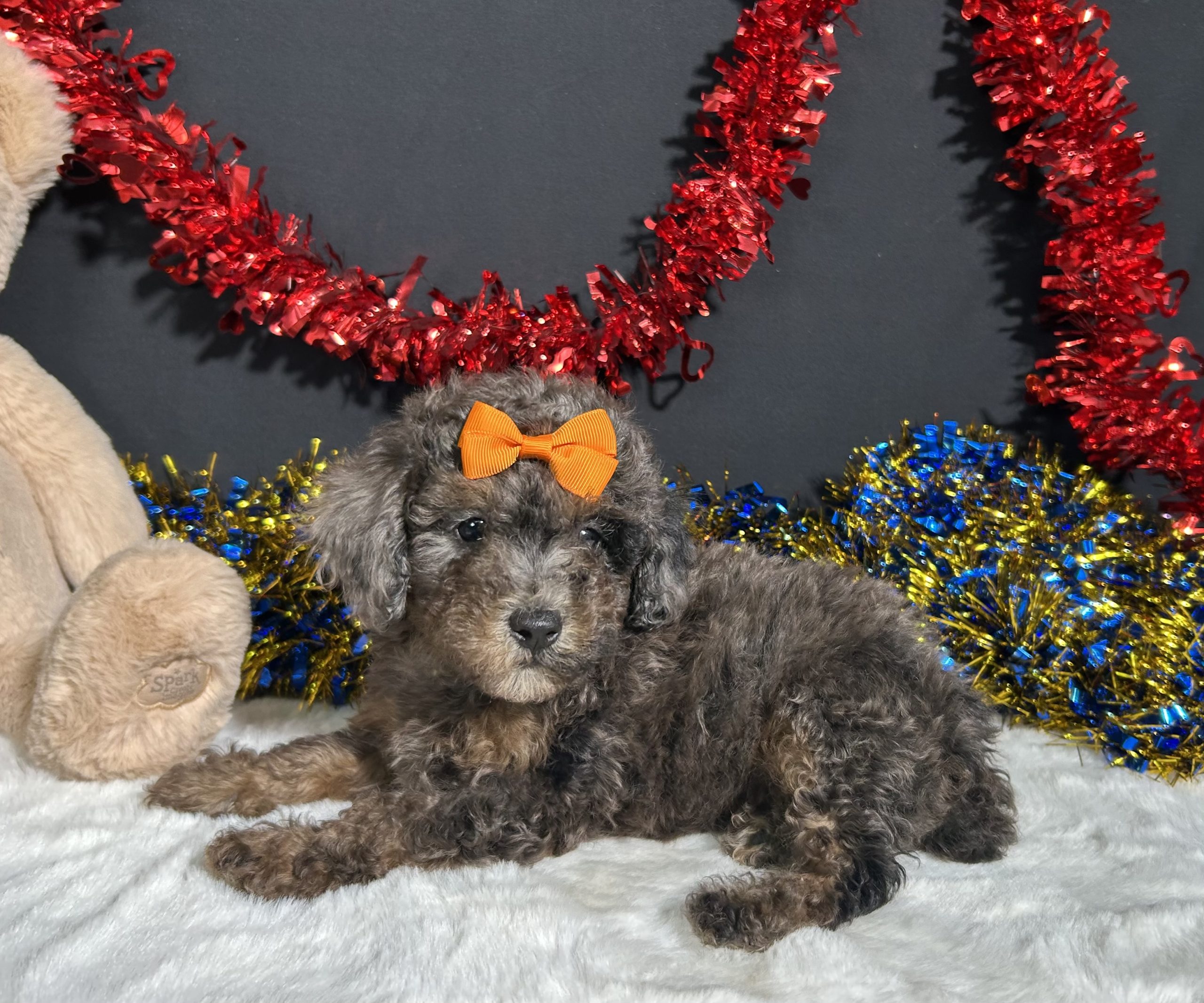 Pluto The Mini Poodle 7 Pluto The Mini Poodle - Image 7
