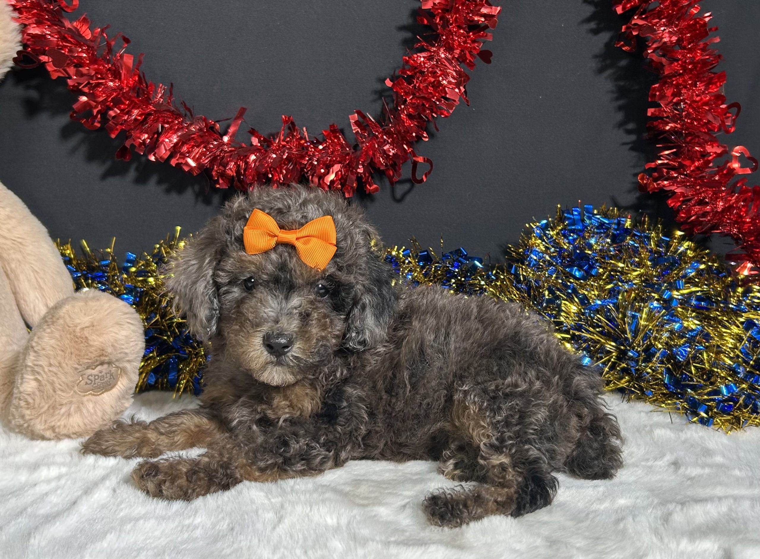 Pluto The Mini Poodle 8 Pluto The Mini Poodle - Image 8
