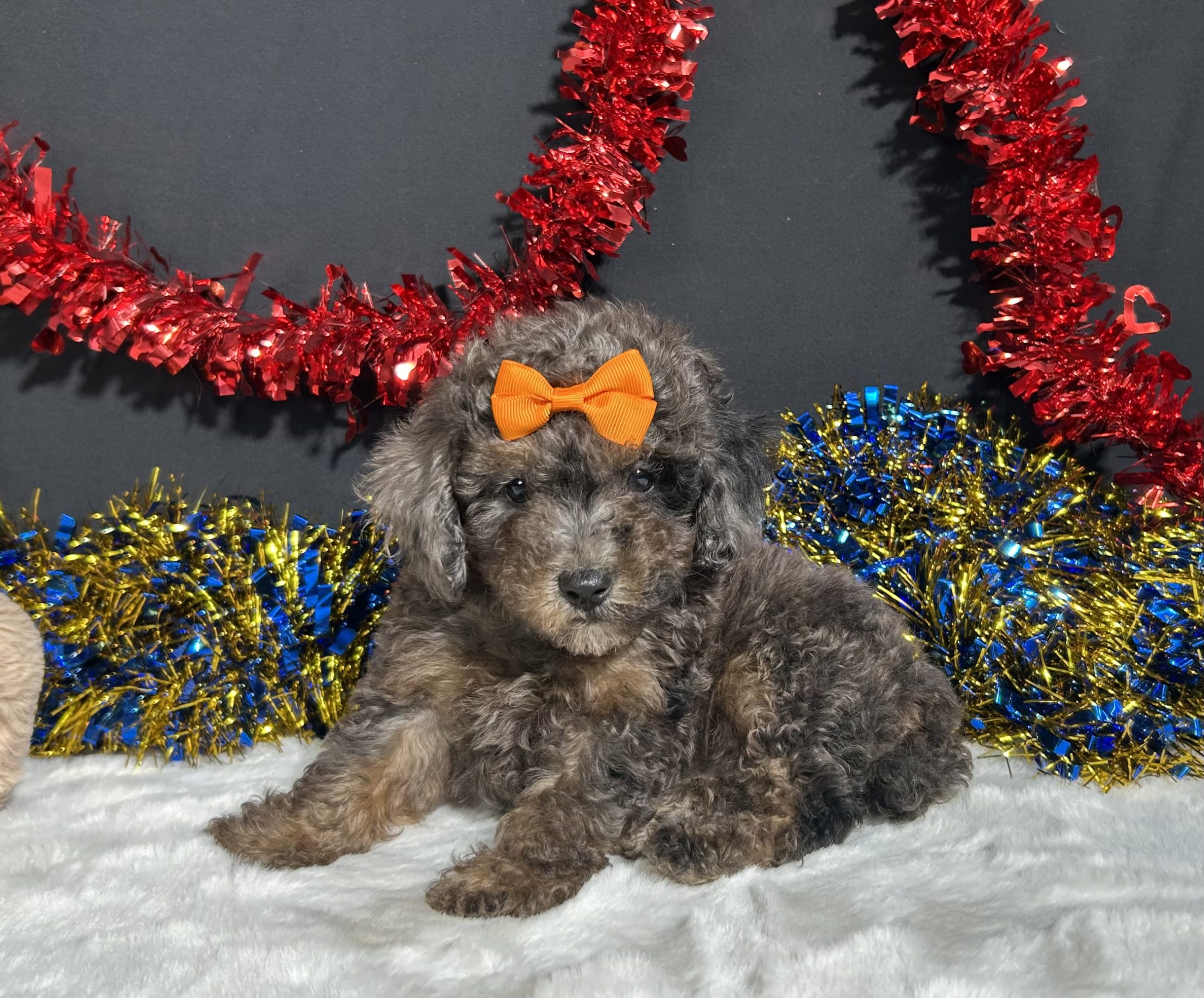 Pluto The Mini Poodle 6 Pluto The Mini Poodle - Image 6