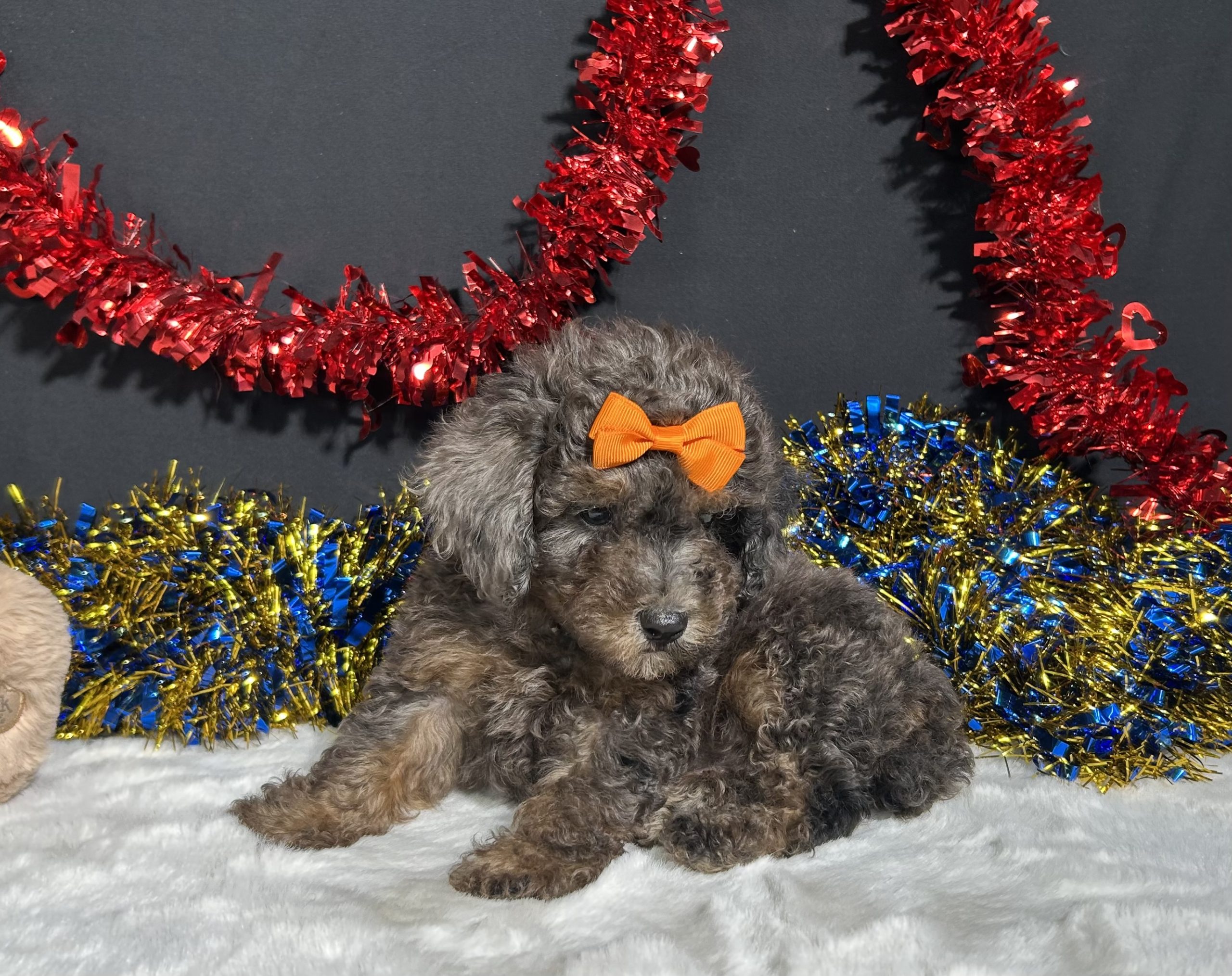 Pluto The Mini Poodle 5 Pluto The Mini Poodle - Image 5