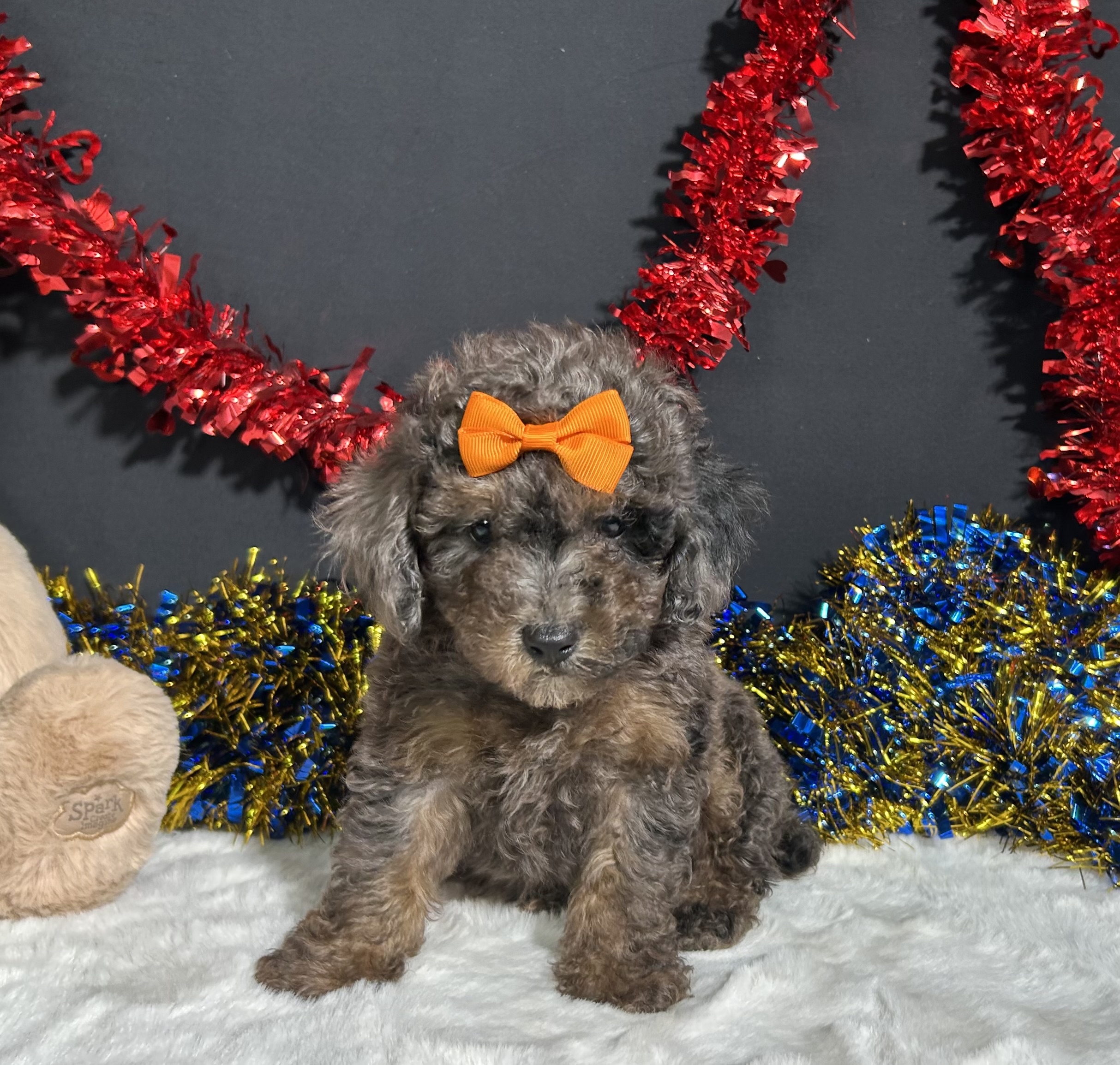 Pluto The Mini Poodle 4 Pluto The Mini Poodle - Image 4
