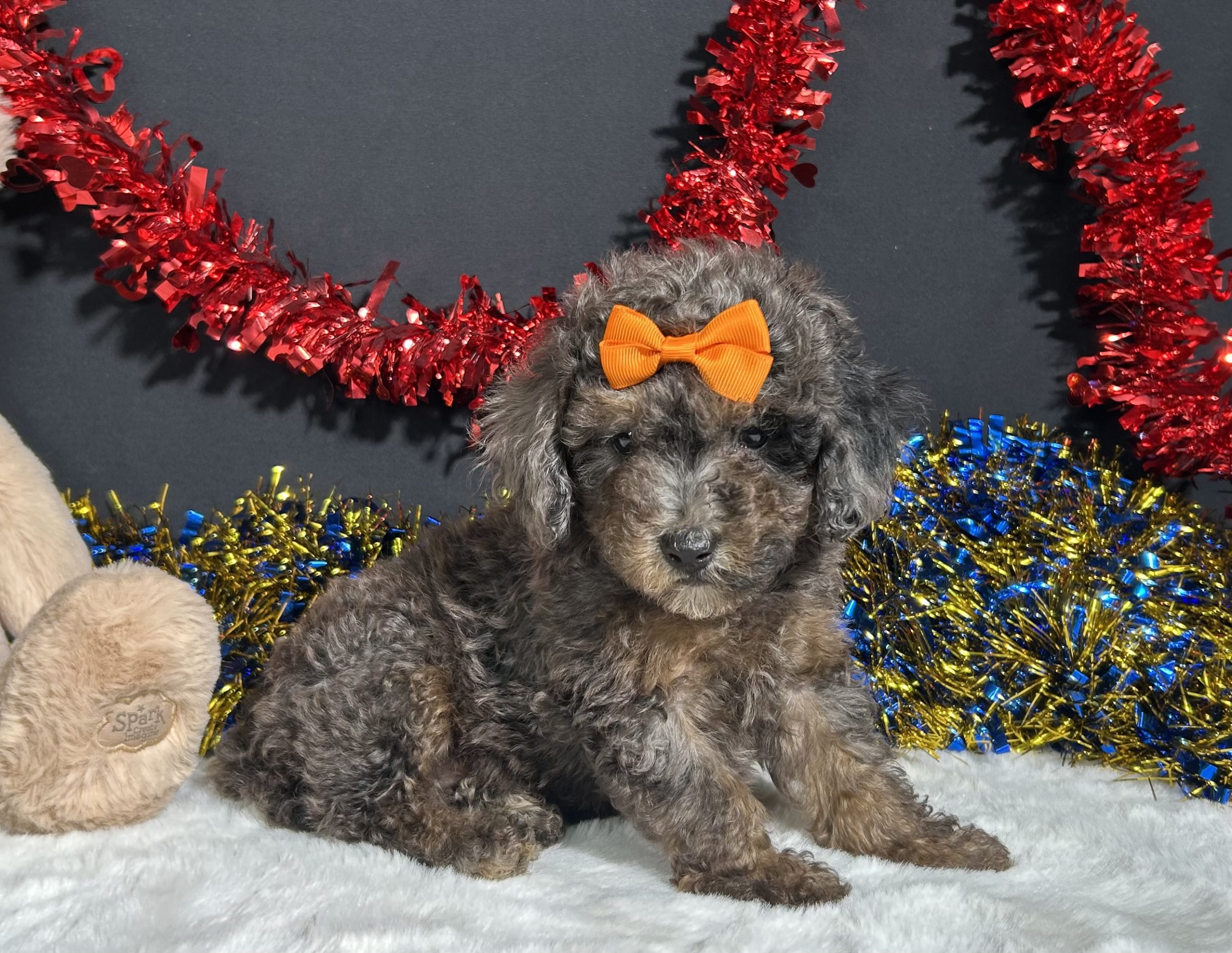 Pluto The Mini Poodle 1 Pluto The Mini Poodle