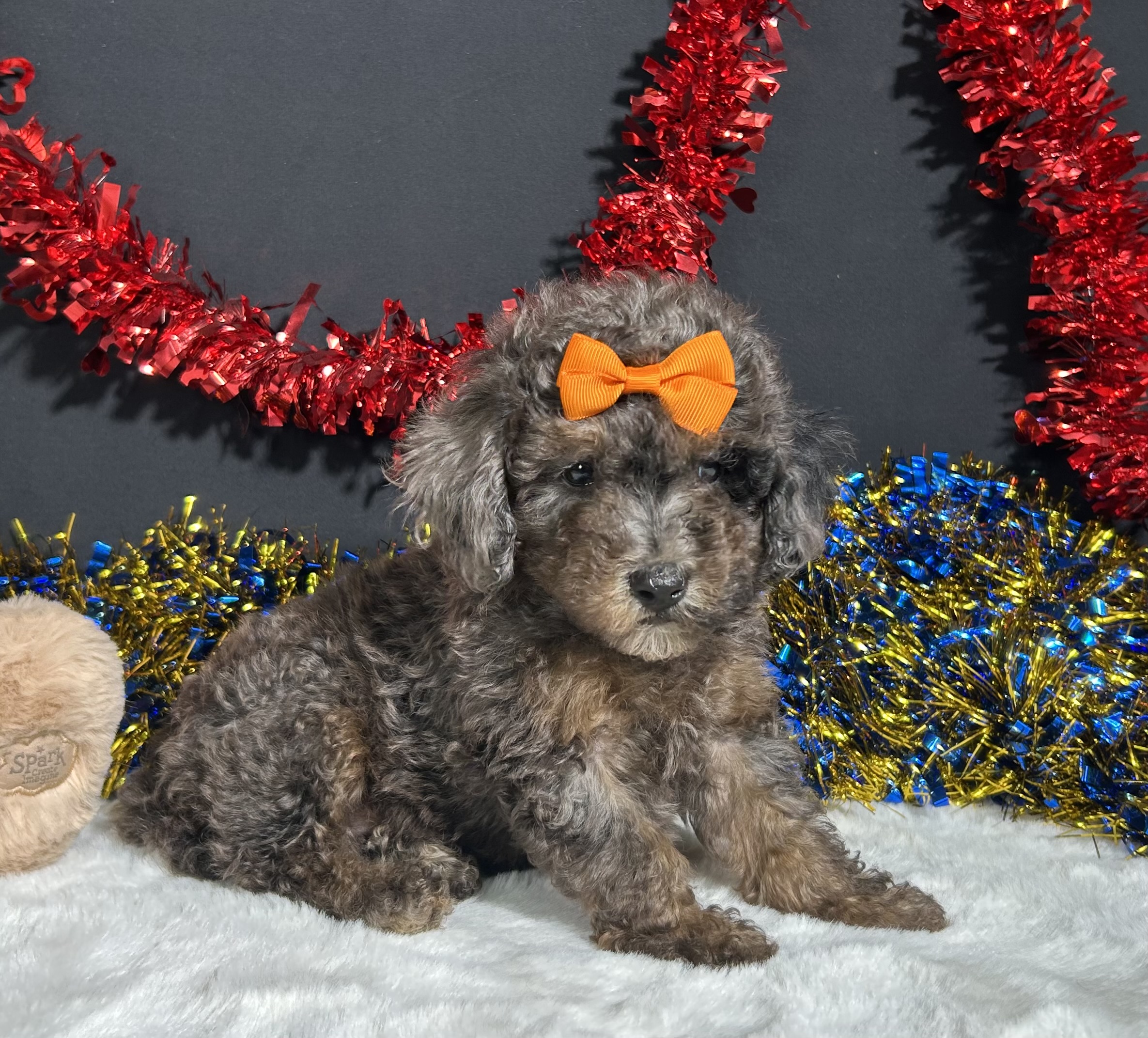 Pluto The Mini Poodle 3 Pluto The Mini Poodle - Image 3
