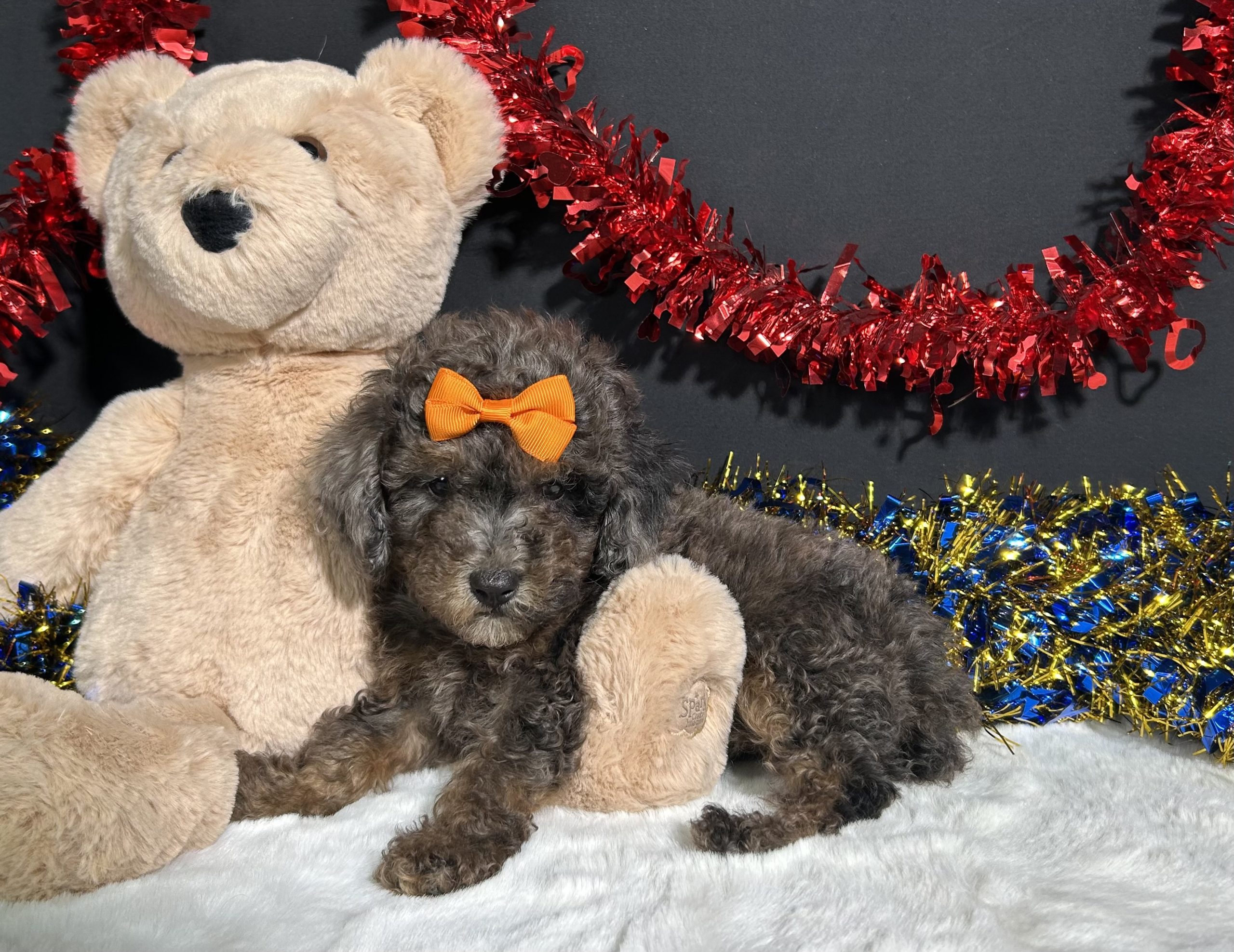 Pluto The Mini Poodle 2 Pluto The Mini Poodle - Image 2