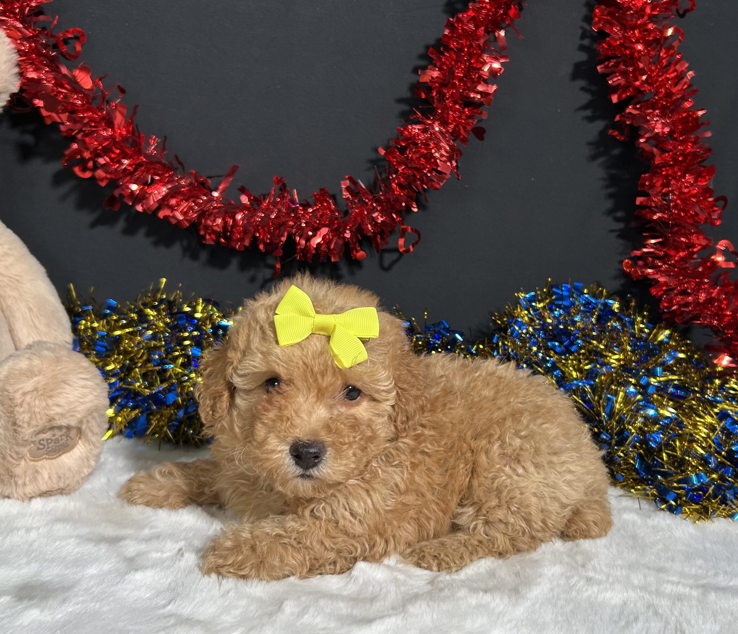 Shayla The Mini Poodle 6 Shayla The Mini Poodle - Image 6