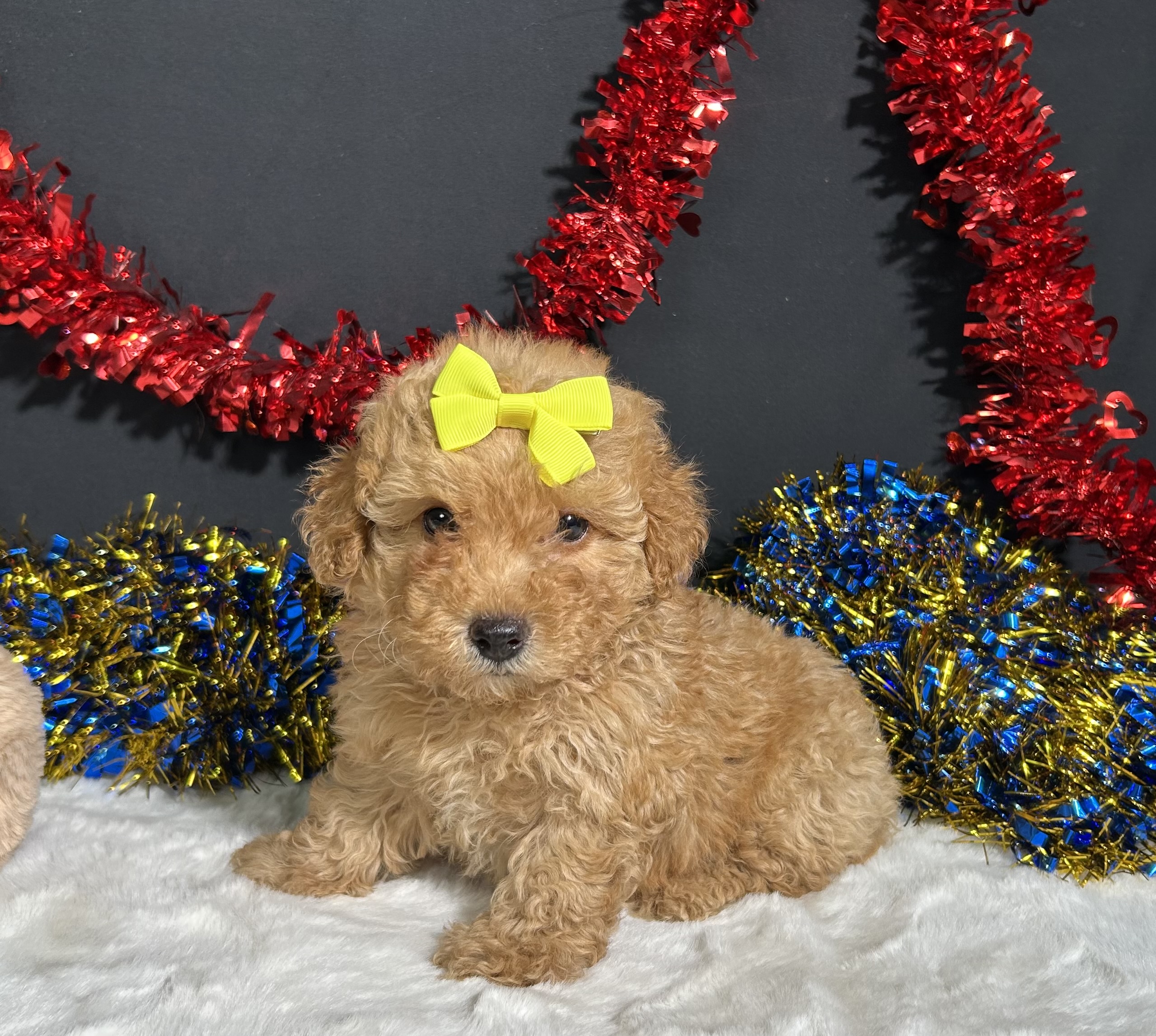 Shayla The Mini Poodle 1 Shayla The Mini Poodle