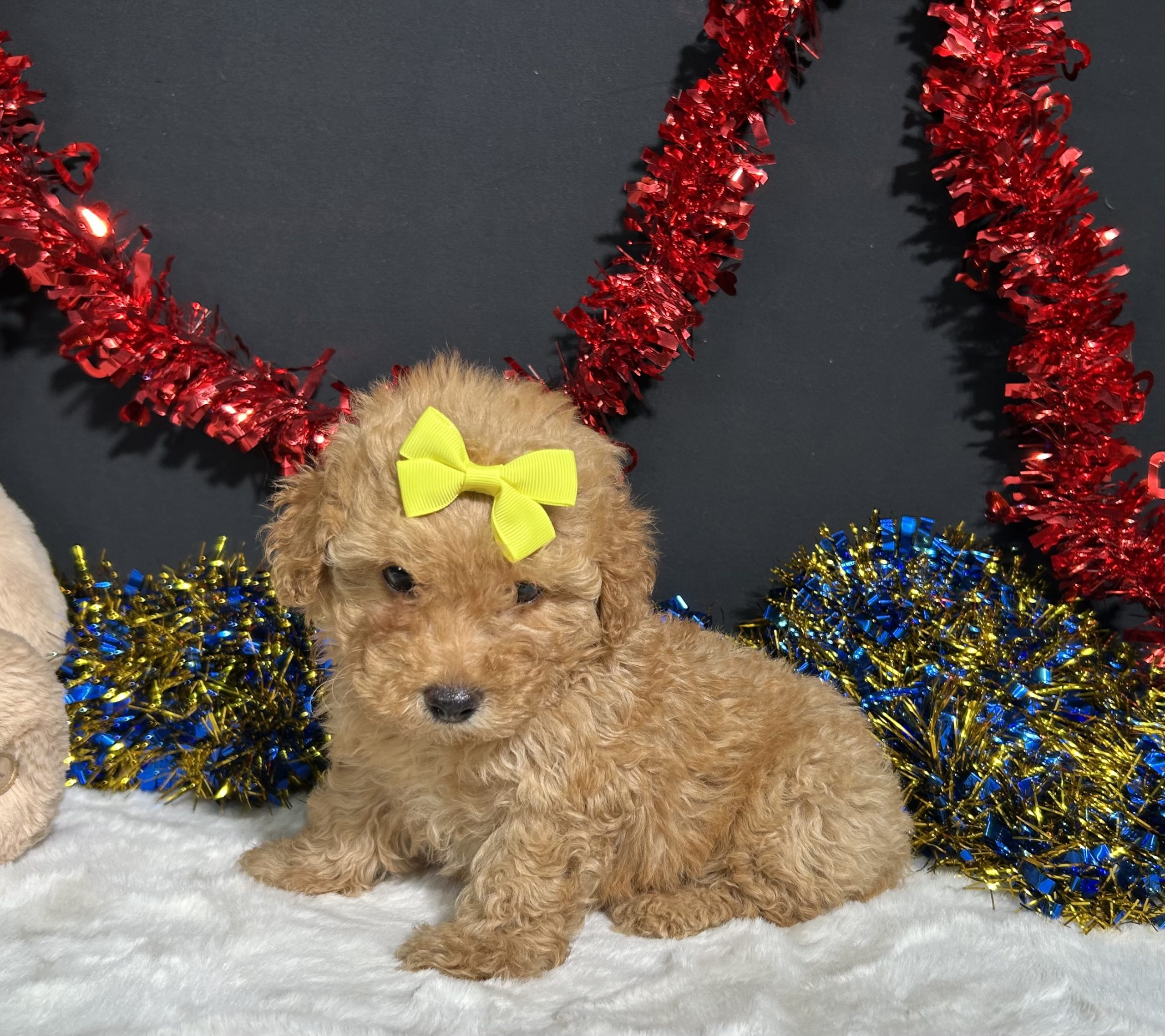 Shayla The Mini Poodle 4 Shayla The Mini Poodle - Image 4