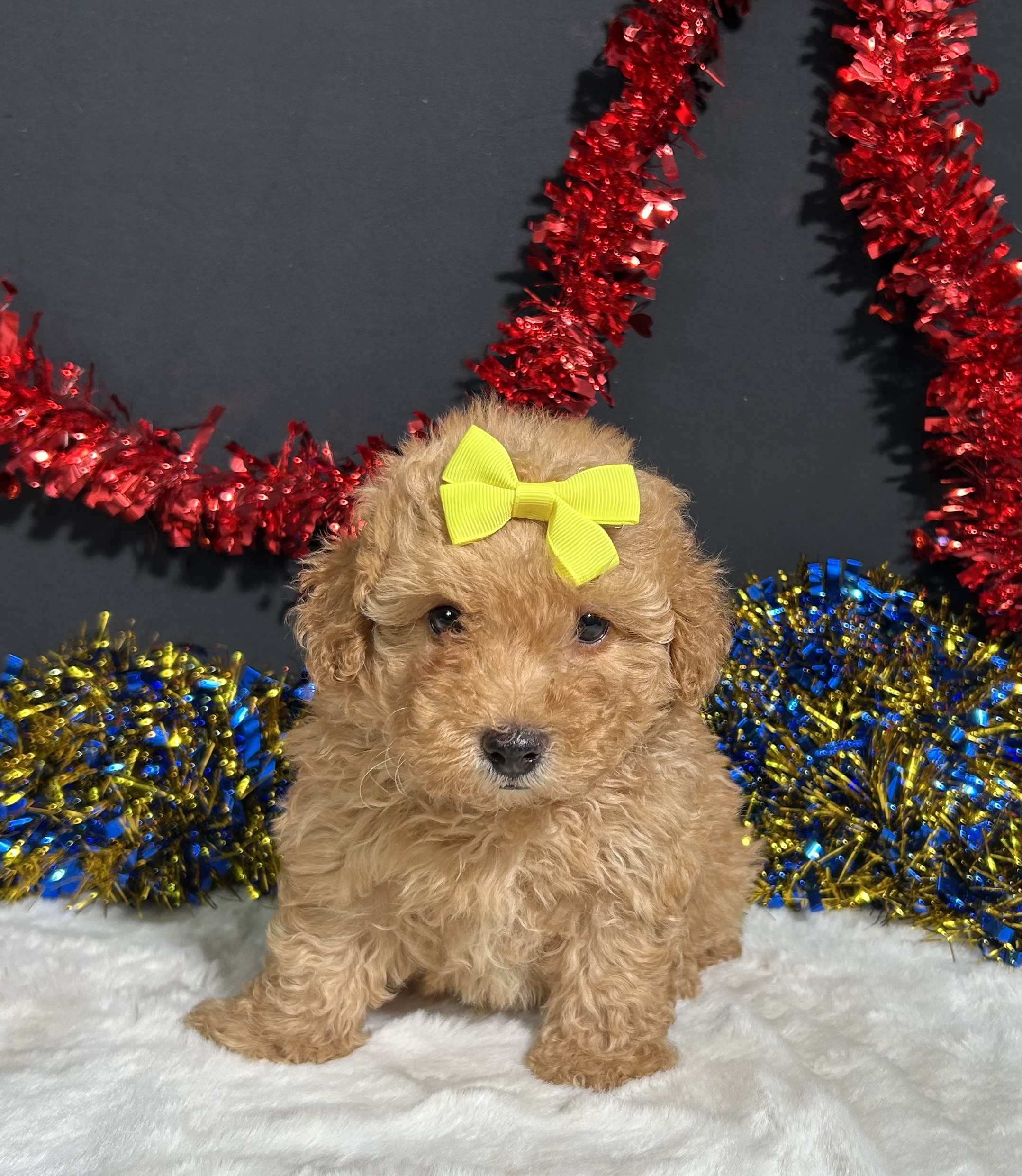 Shayla The Mini Poodle 5 Shayla The Mini Poodle - Image 5