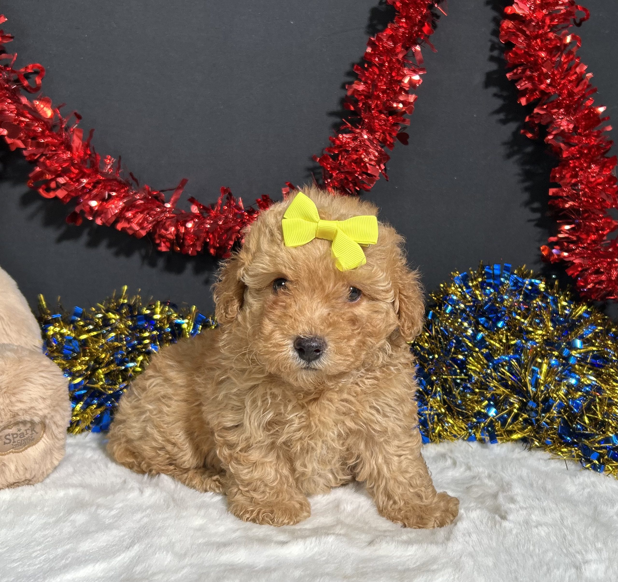 Shayla The Mini Poodle 2 Shayla The Mini Poodle - Image 2