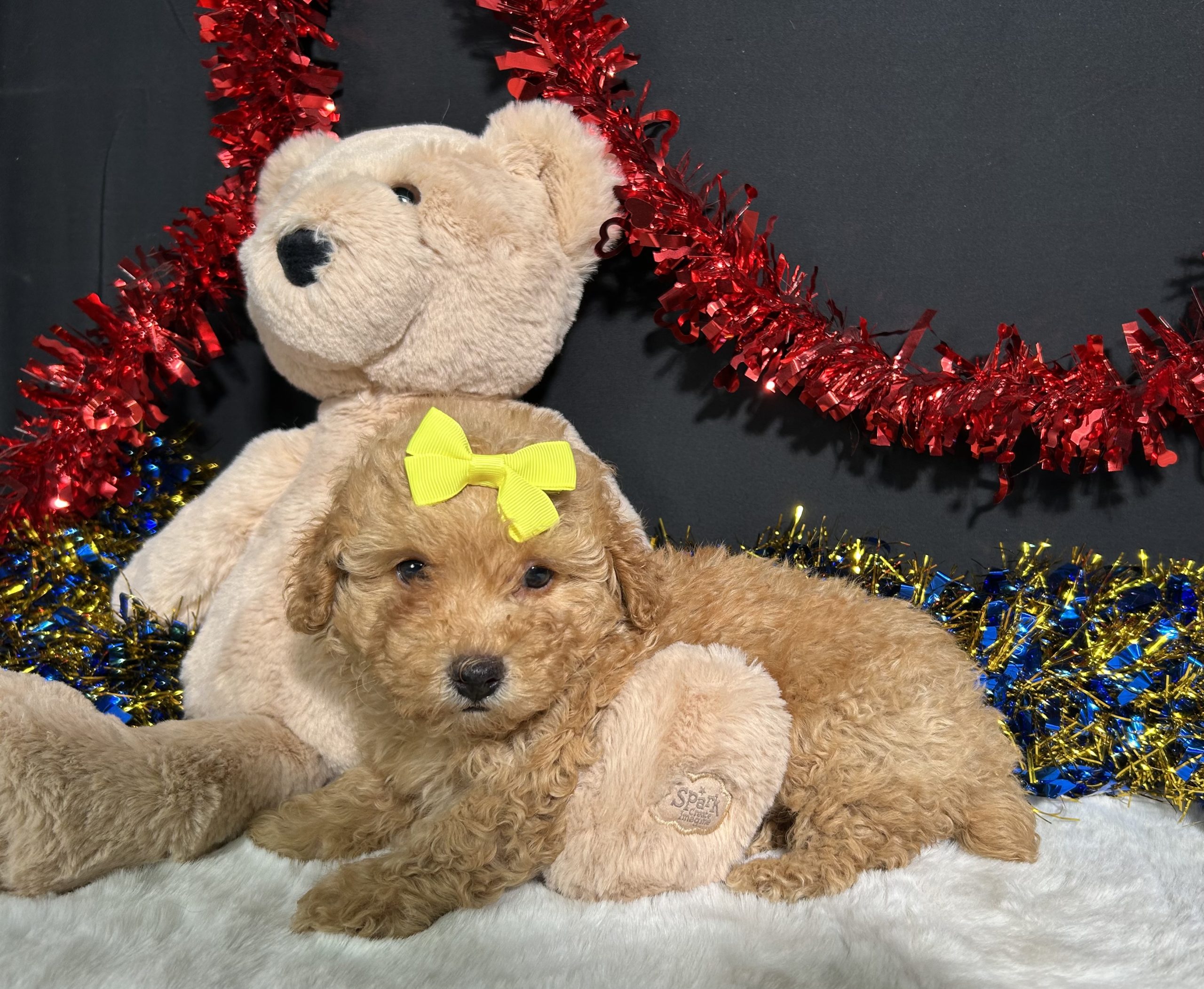 Shayla The Mini Poodle 3 Shayla The Mini Poodle - Image 3