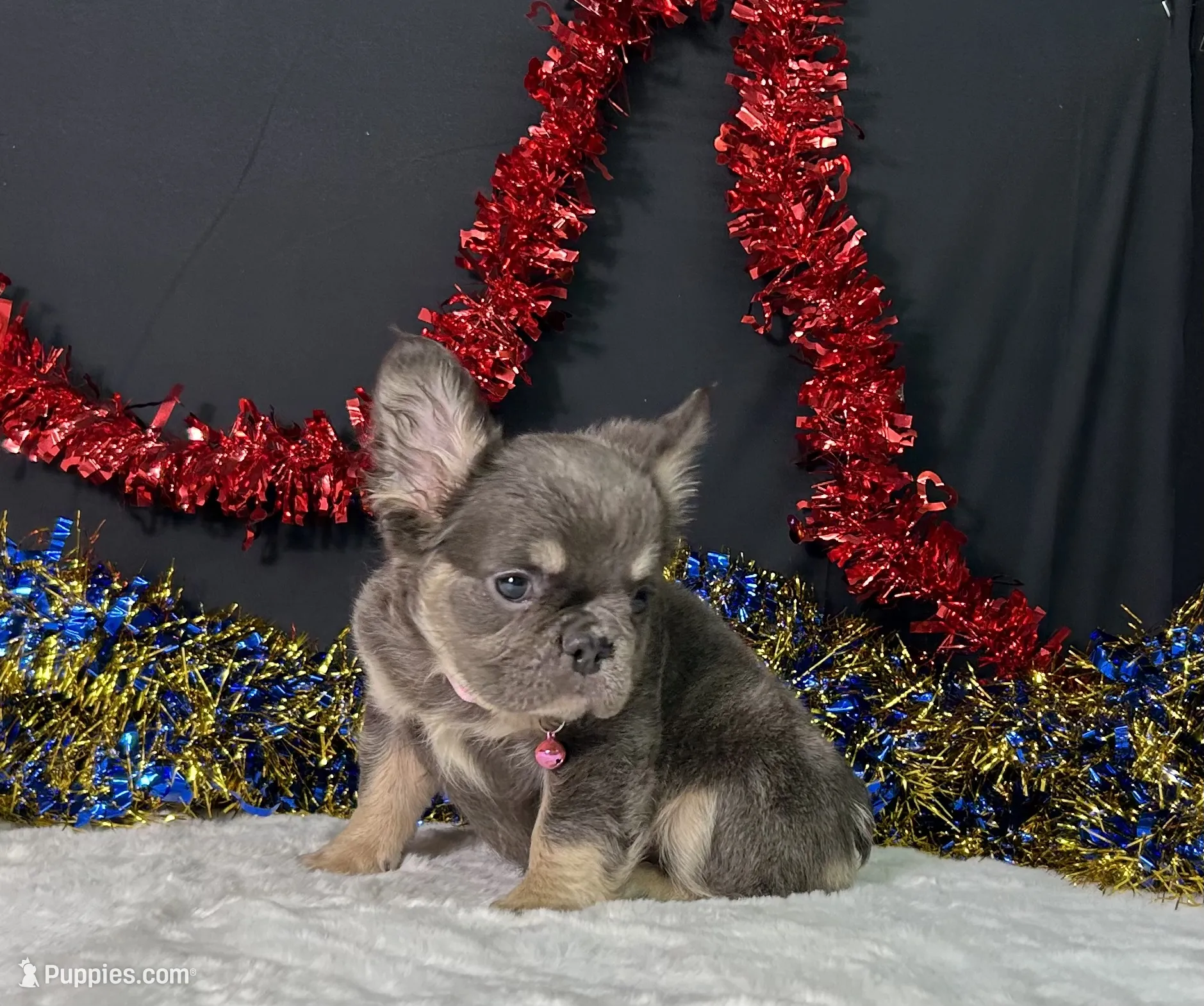 Kiki The French Bulldog 5 Kiki The French Bulldog - Image 5