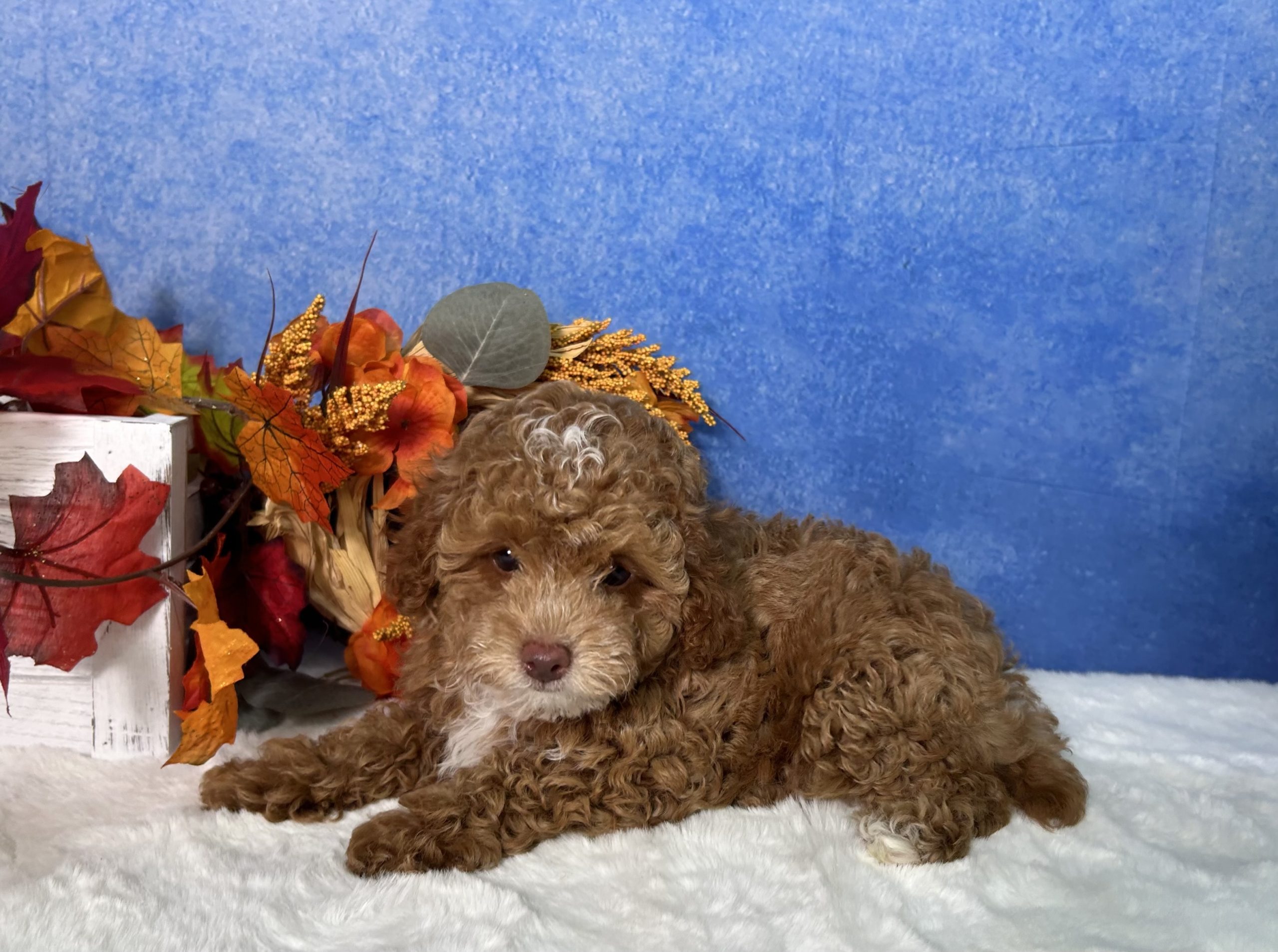 Flash The Mini Poodle 1 Flash The Mini Poodle