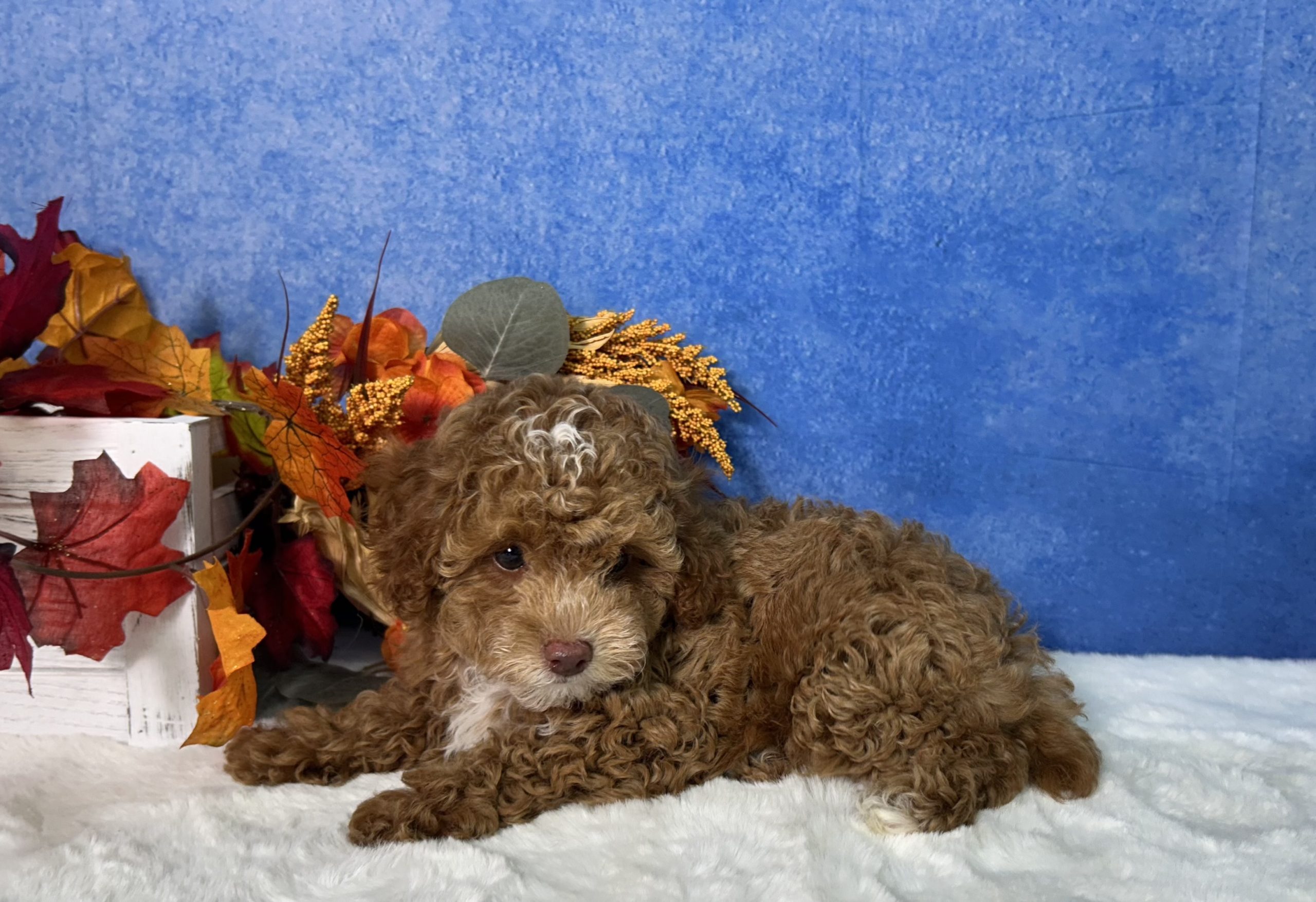 Flash The Mini Poodle 2 Flash The Mini Poodle - Image 2