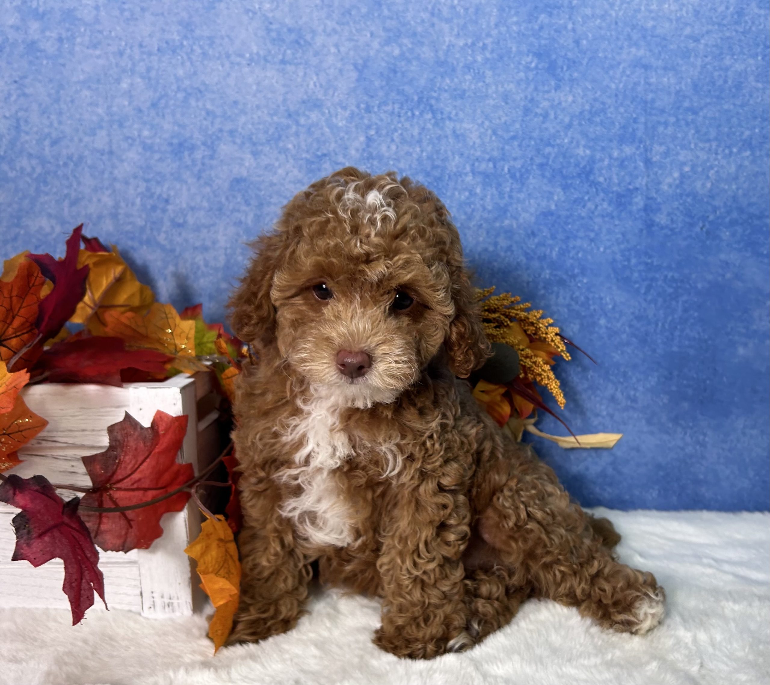 Flash The Mini Poodle 3 Flash The Mini Poodle - Image 3