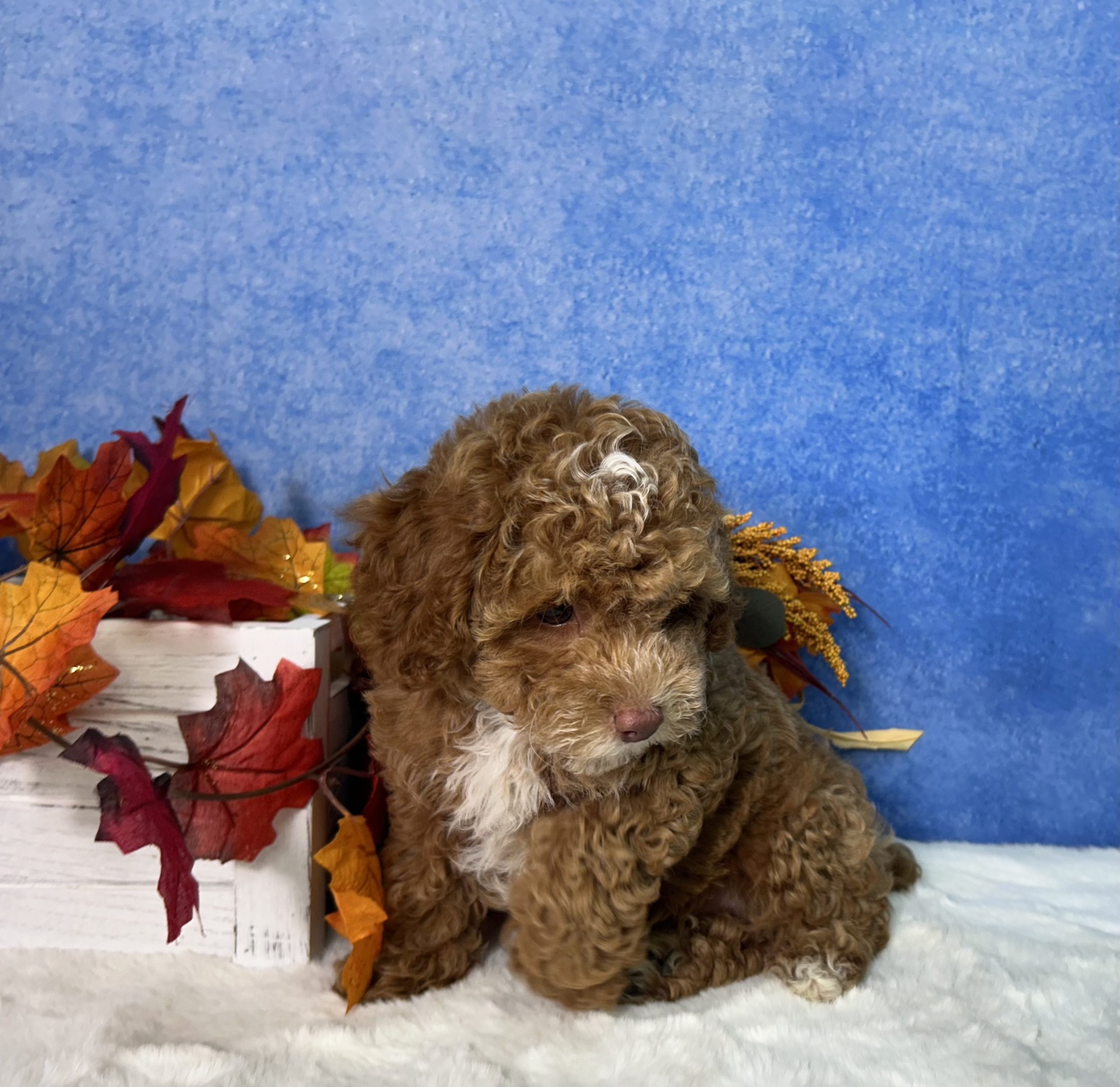 Flash The Mini Poodle 6 Flash The Mini Poodle - Image 6