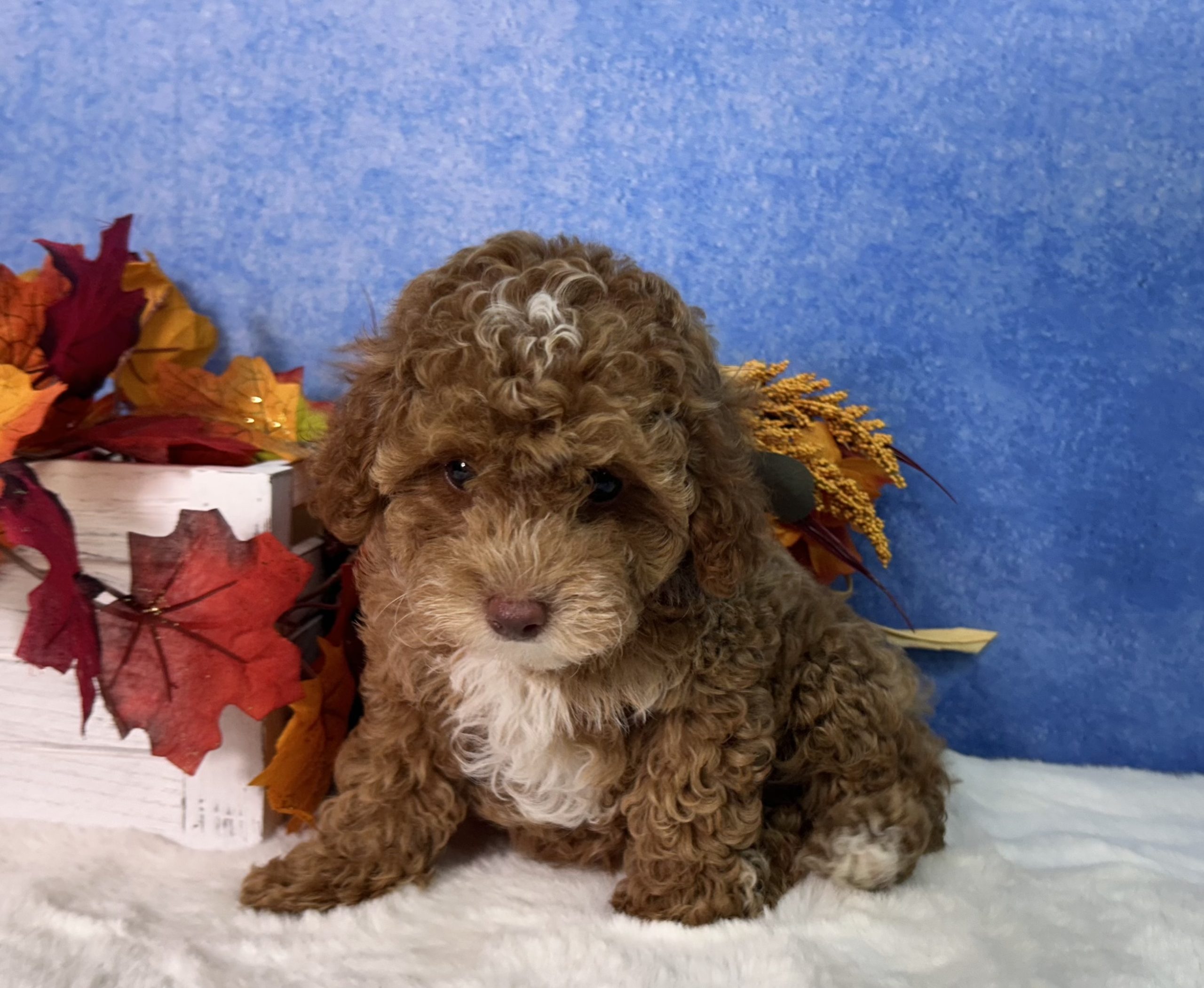 Flash The Mini Poodle 5 Flash The Mini Poodle - Image 5