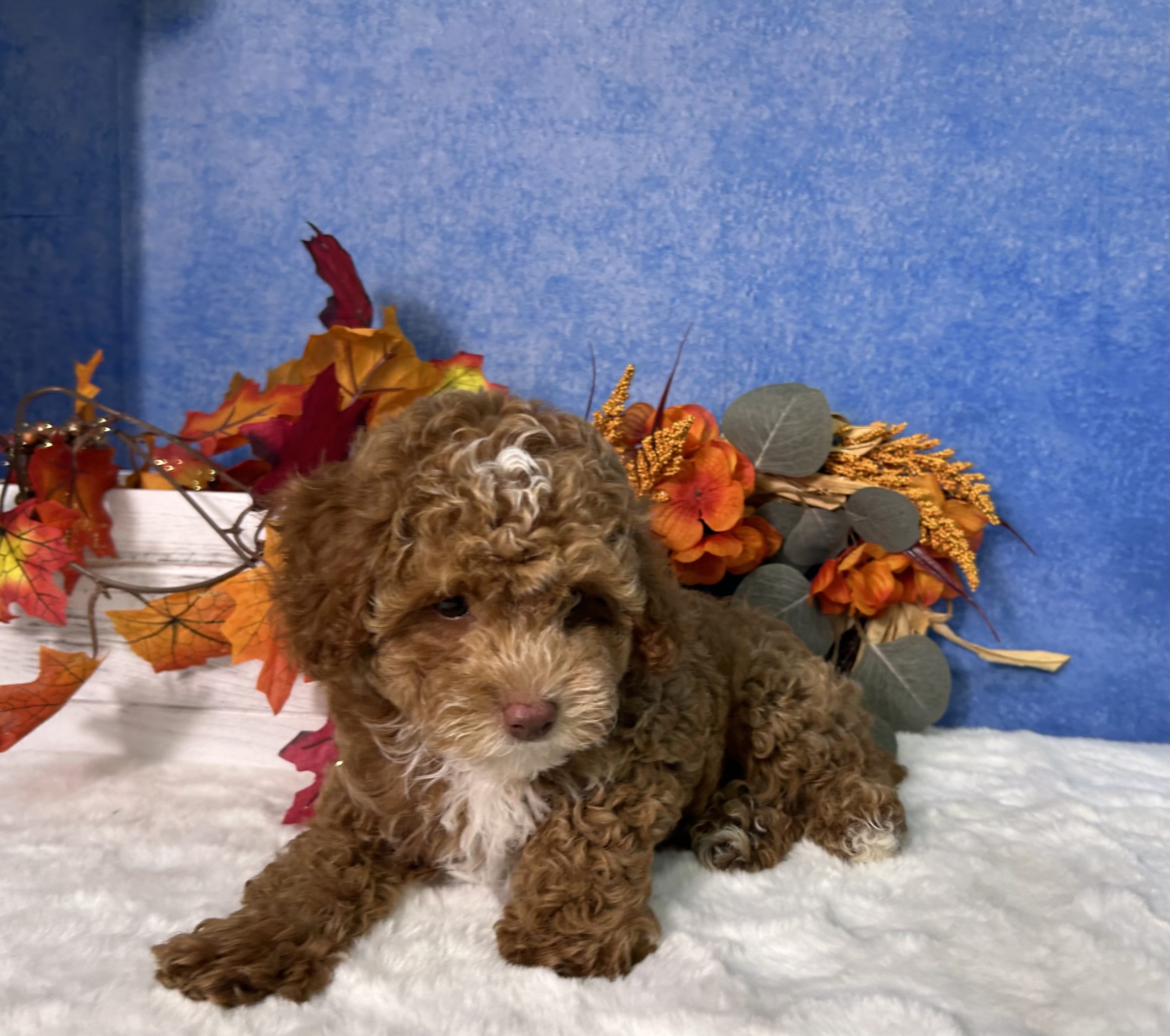 Flash The Mini Poodle 4 Flash The Mini Poodle - Image 4