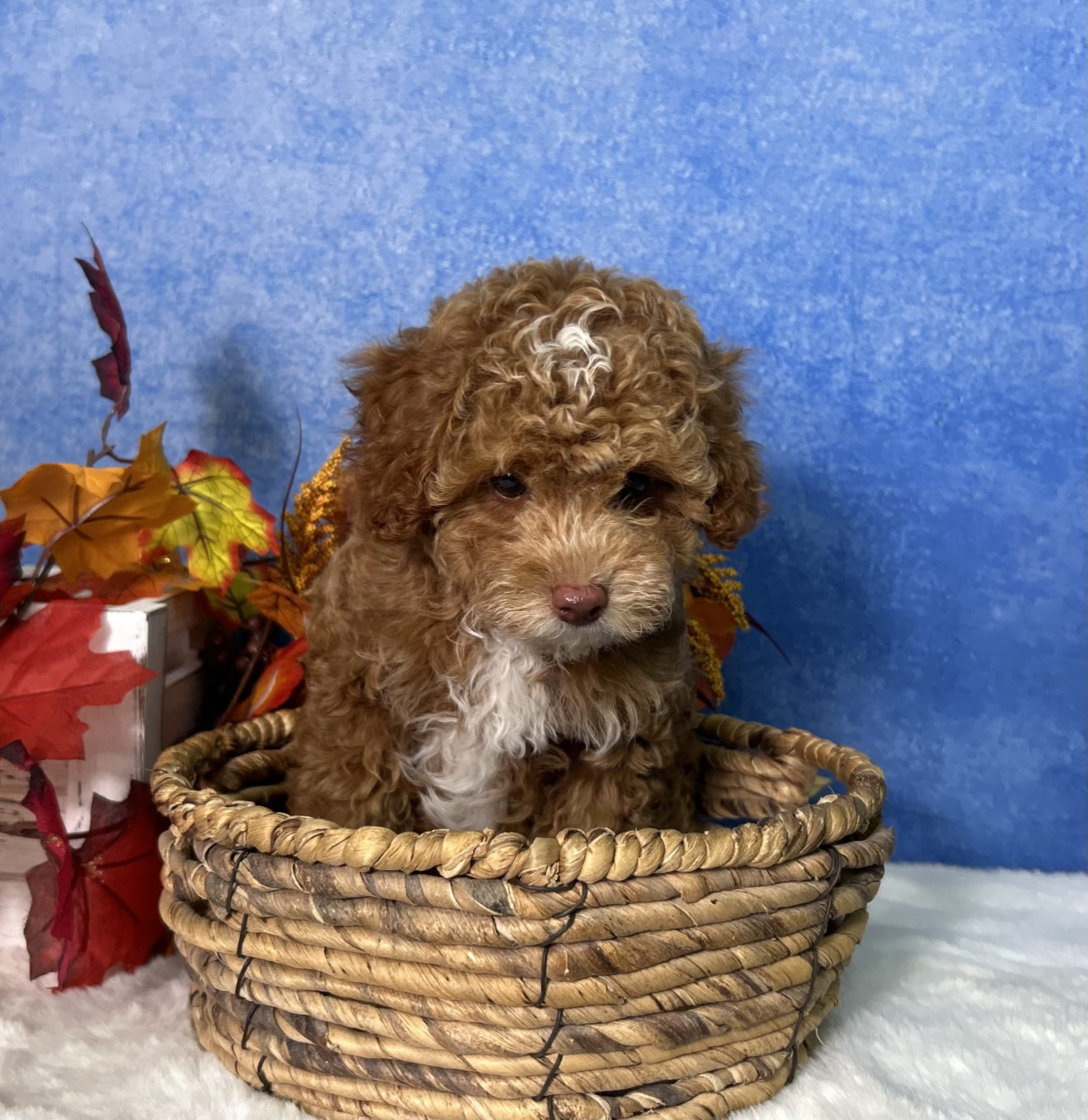 Flash The Mini Poodle 7 Flash The Mini Poodle - Image 7