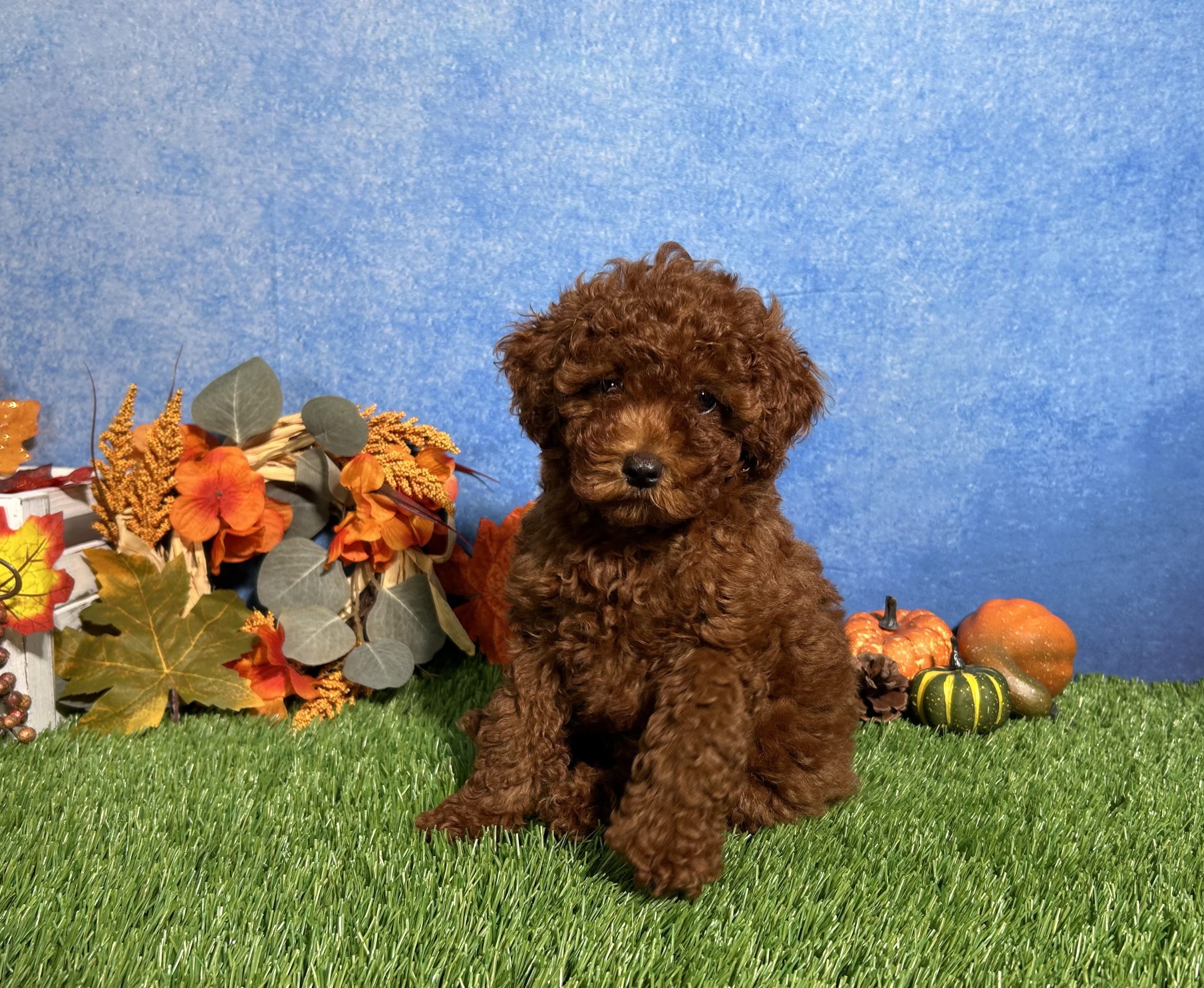 Luna The Toy Poodle 2 Luna The Toy Poodle - Image 2