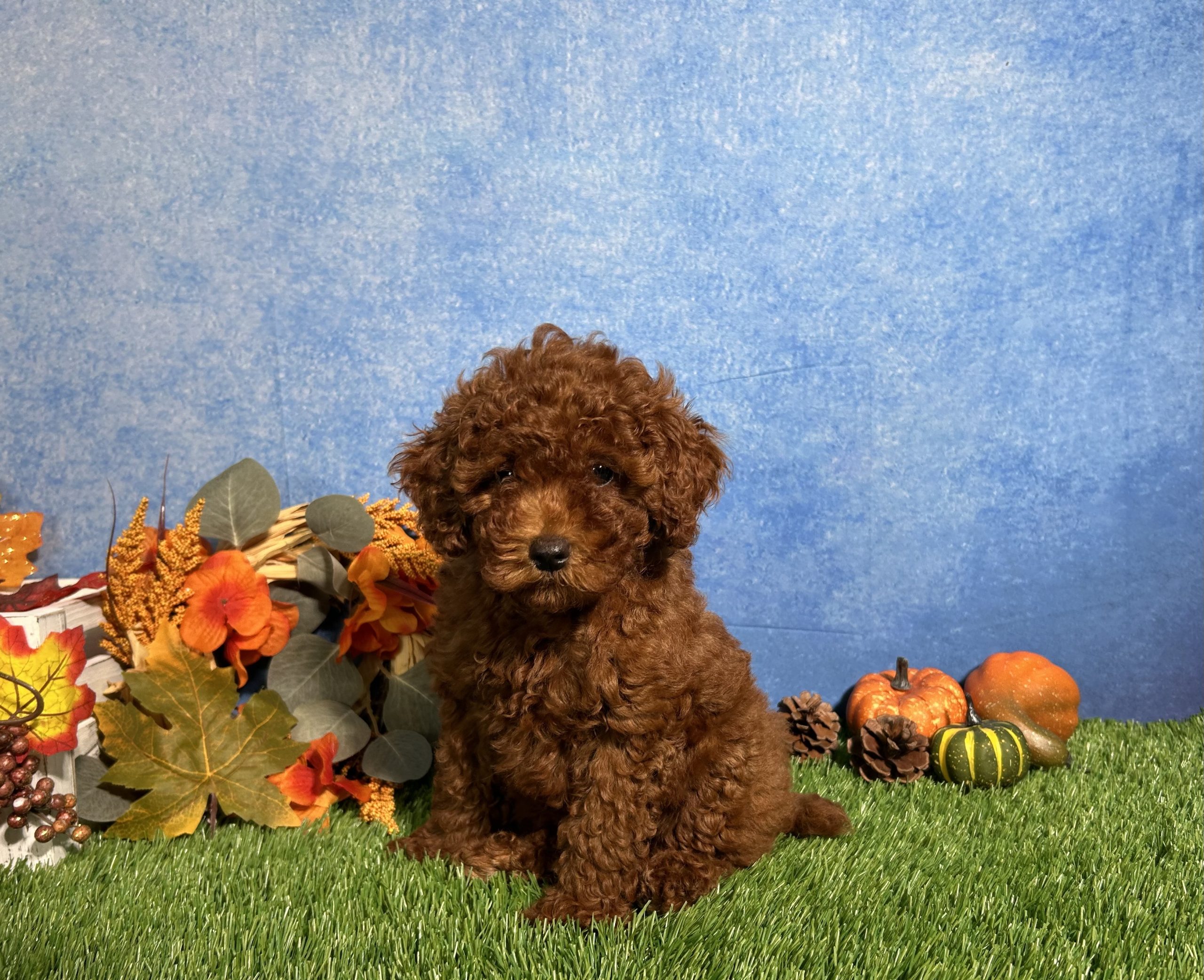 Luna The Toy Poodle 5 Luna The Toy Poodle - Image 5