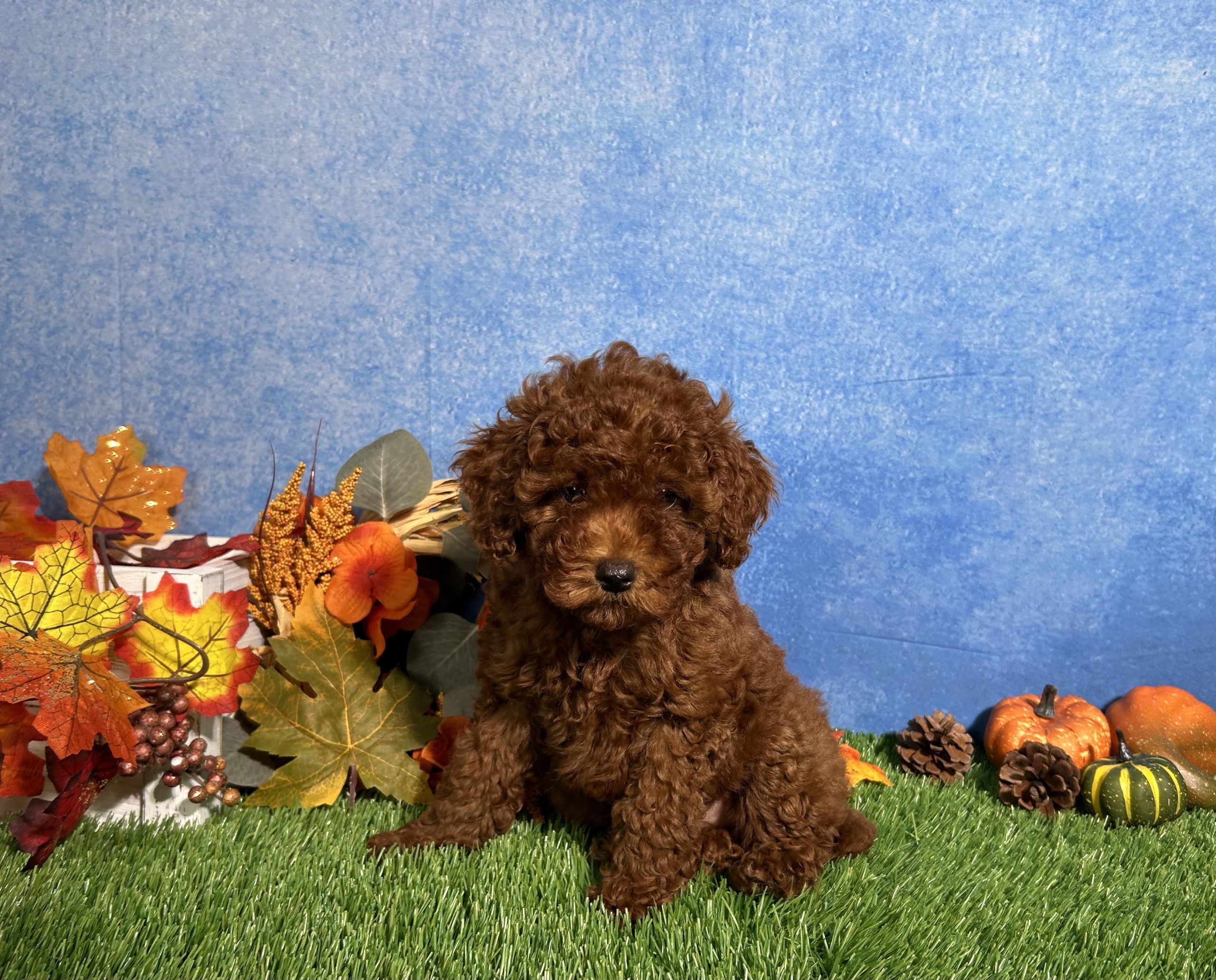 Luna The Toy Poodle 1 Luna The Toy Poodle