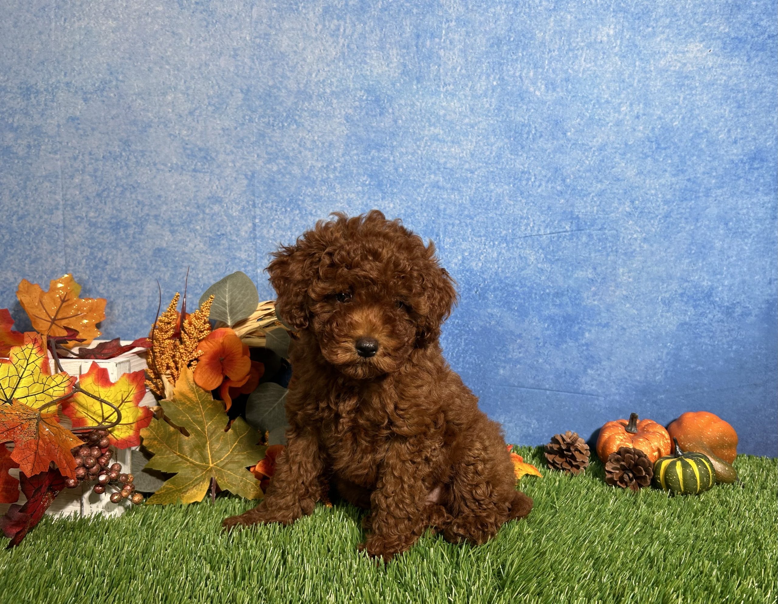 Luna The Toy Poodle 3 Luna The Toy Poodle - Image 3