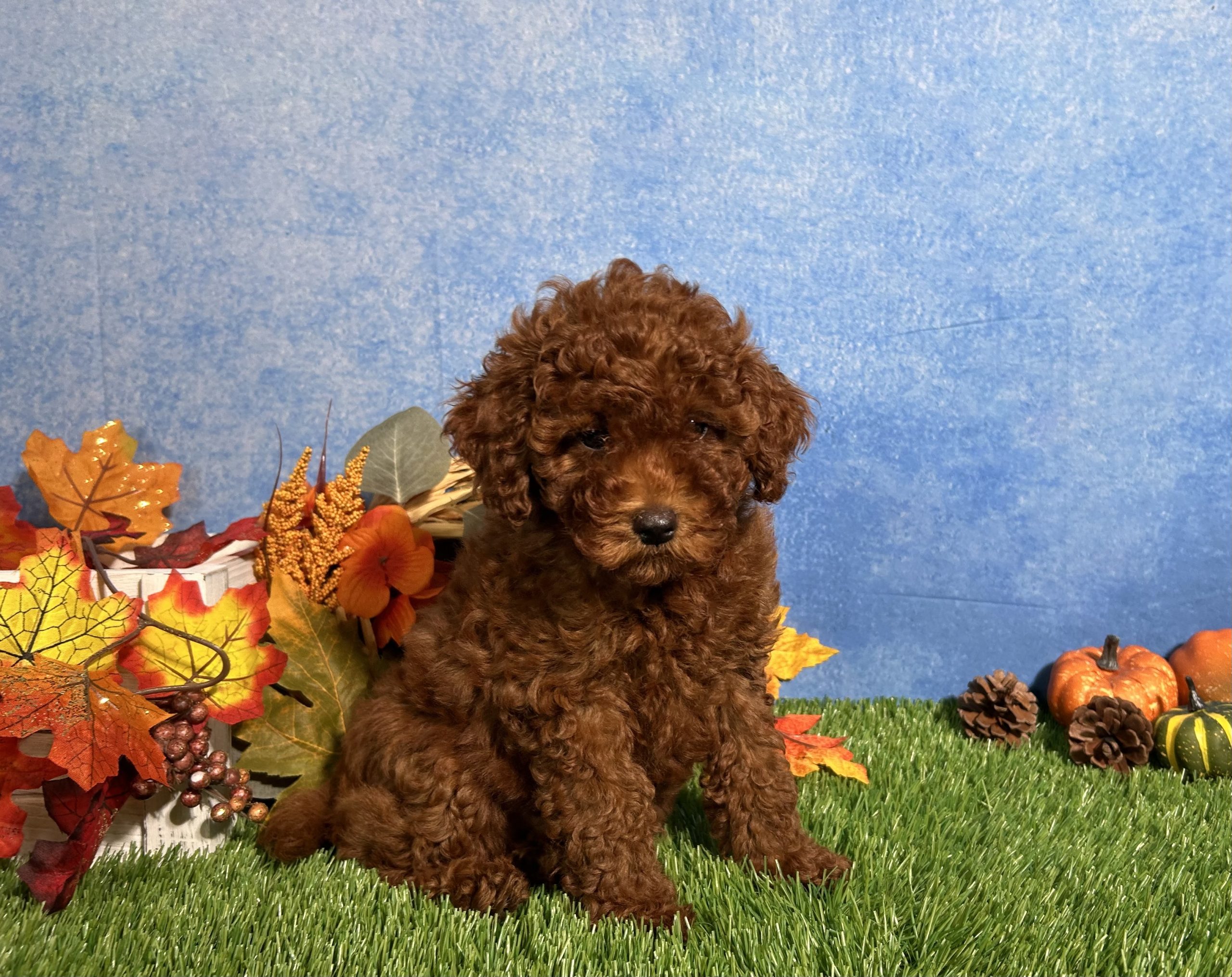 Luna The Toy Poodle 4 Luna The Toy Poodle - Image 4