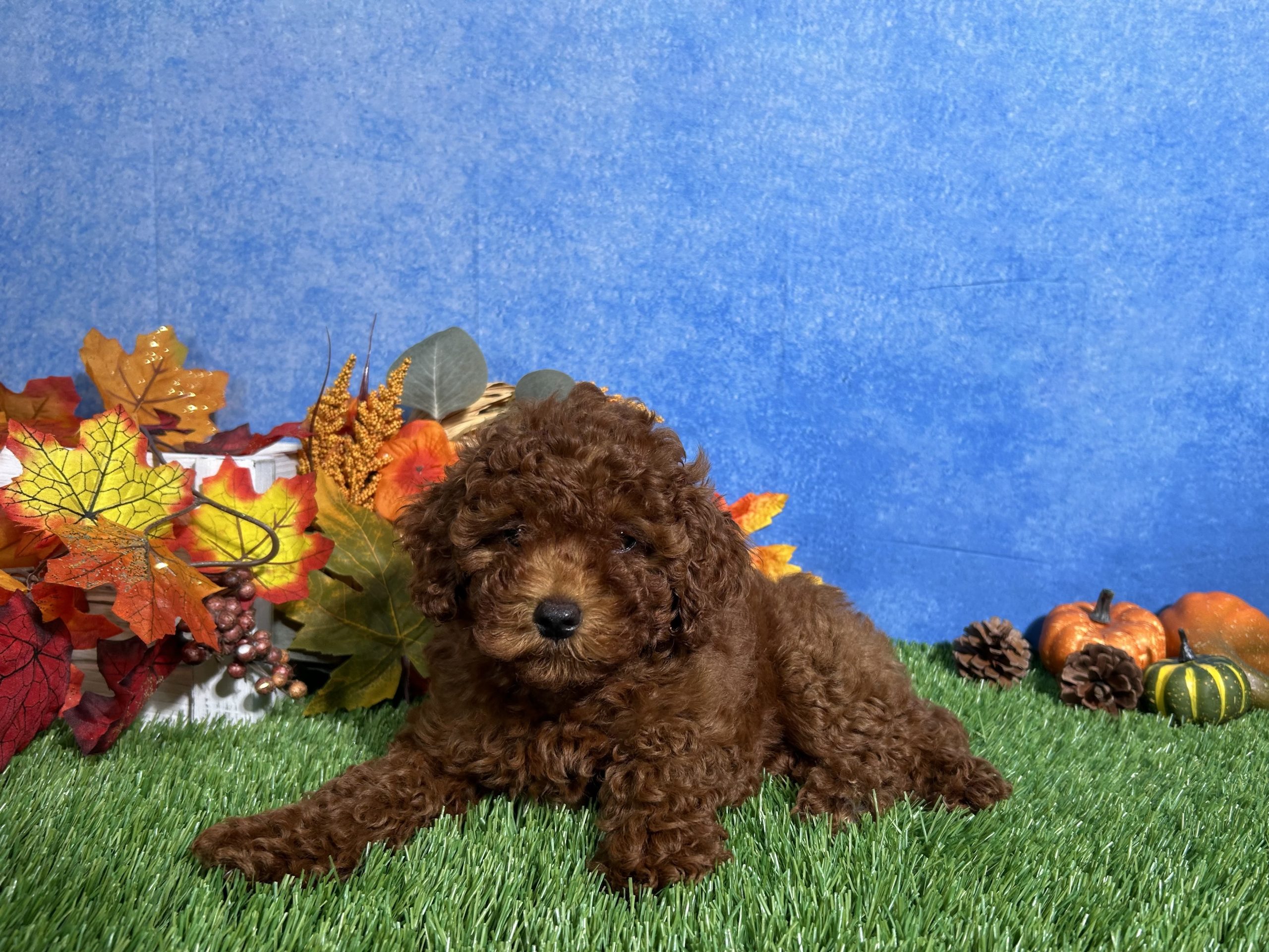 Luna The Toy Poodle 6 Luna The Toy Poodle - Image 6