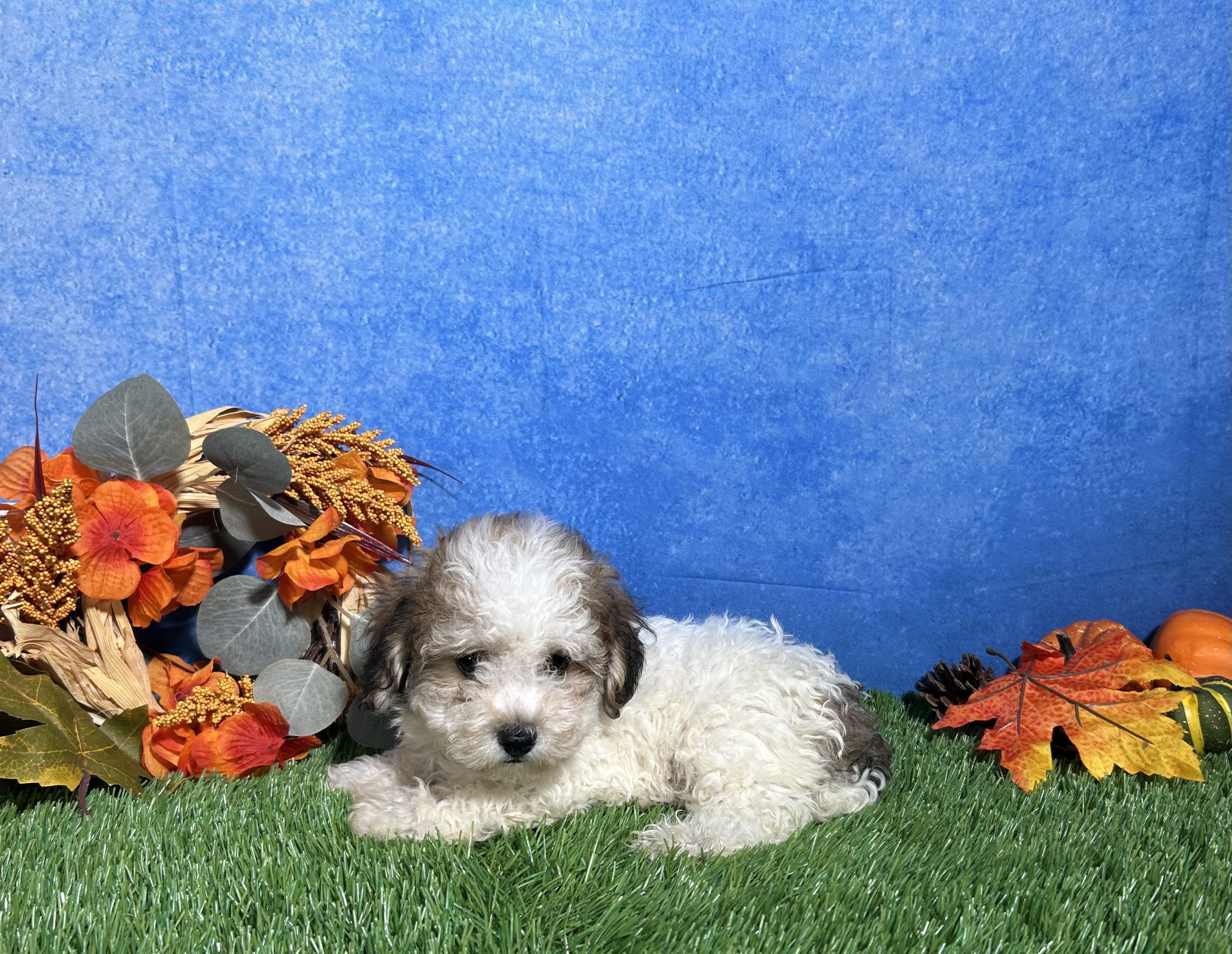 Roscoe The Maltipoo 2 Roscoe The Maltipoo - Image 2