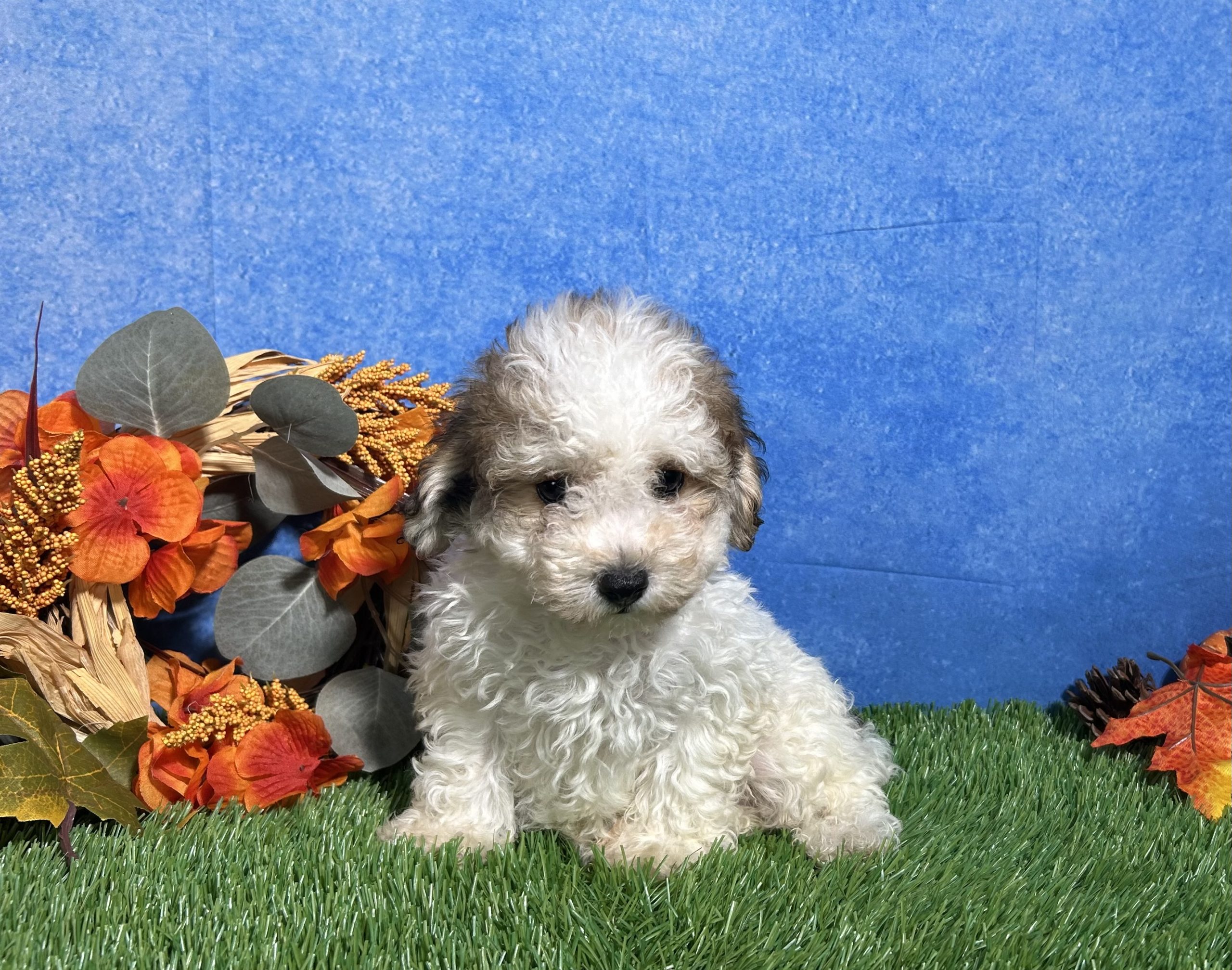 Roscoe The Maltipoo 3 Roscoe The Maltipoo - Image 3