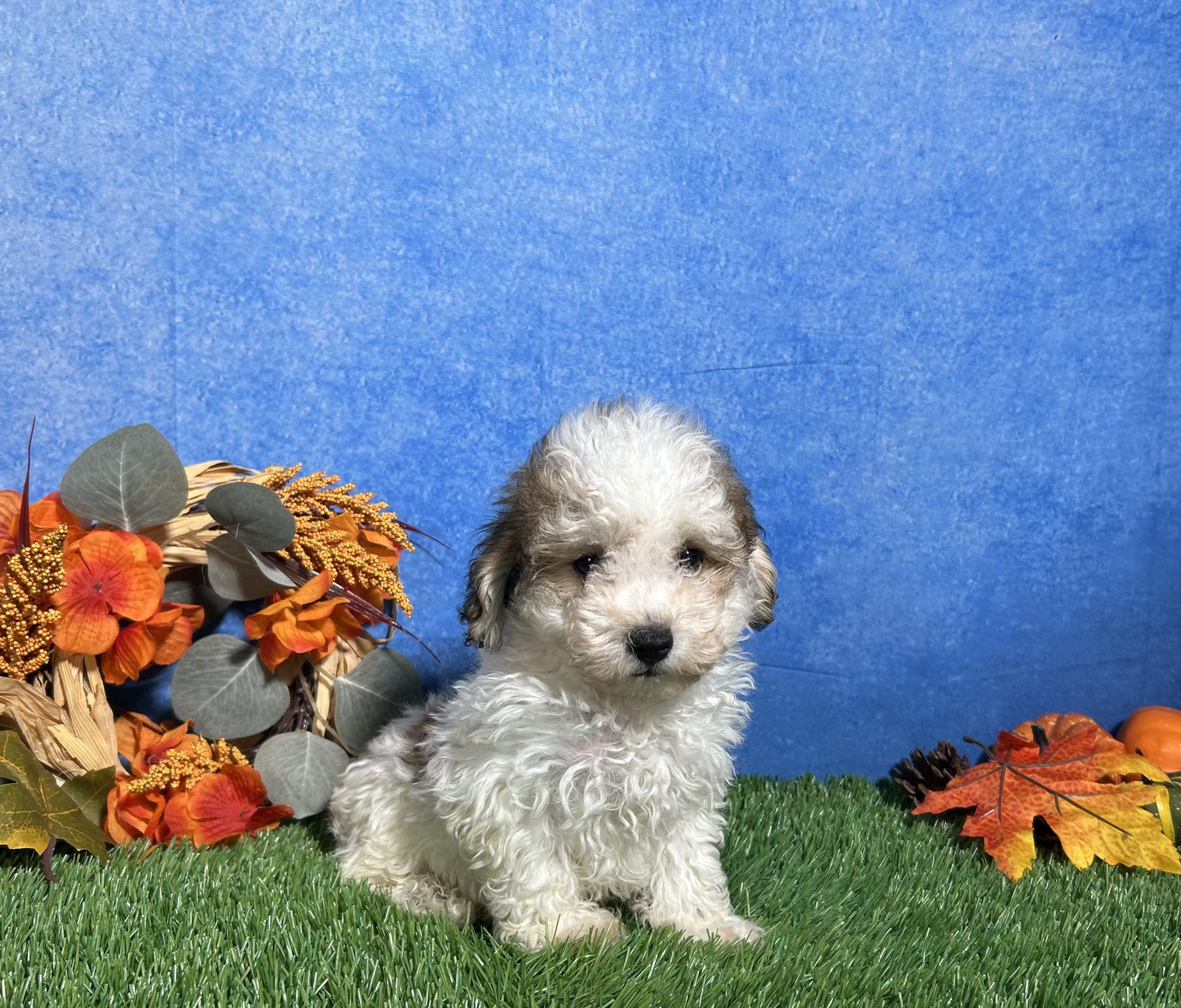 Roscoe The Maltipoo 5 Roscoe The Maltipoo - Image 5