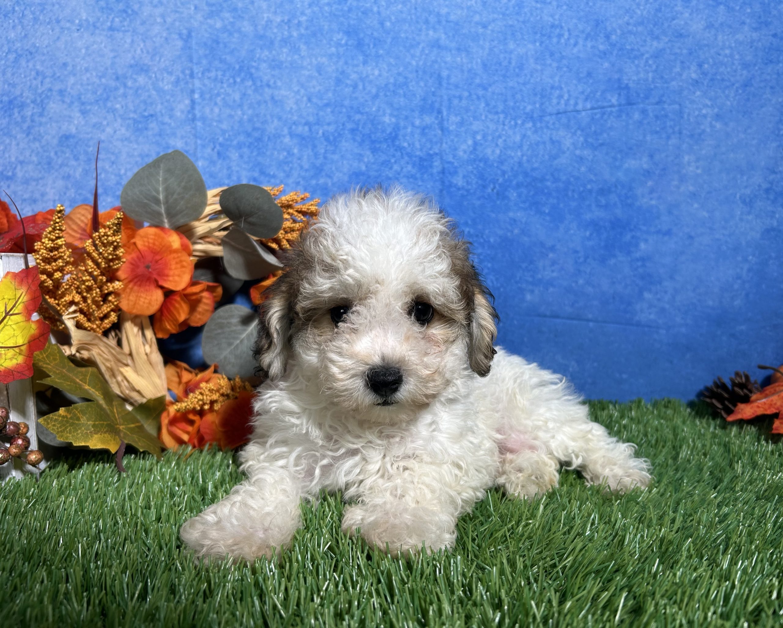 Roscoe The Maltipoo 1 Roscoe The Maltipoo