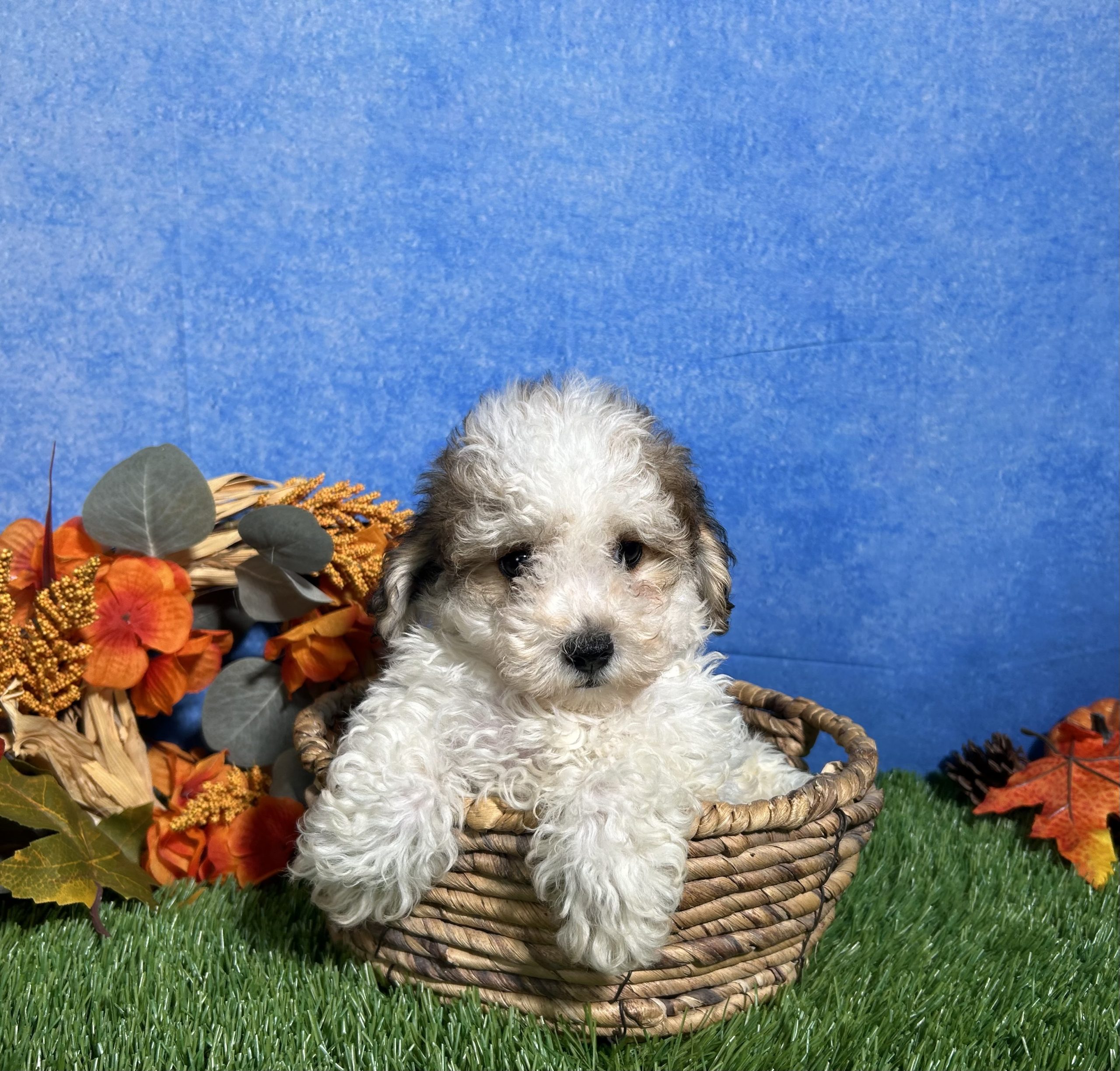 Roscoe The Maltipoo 4 Roscoe The Maltipoo - Image 4