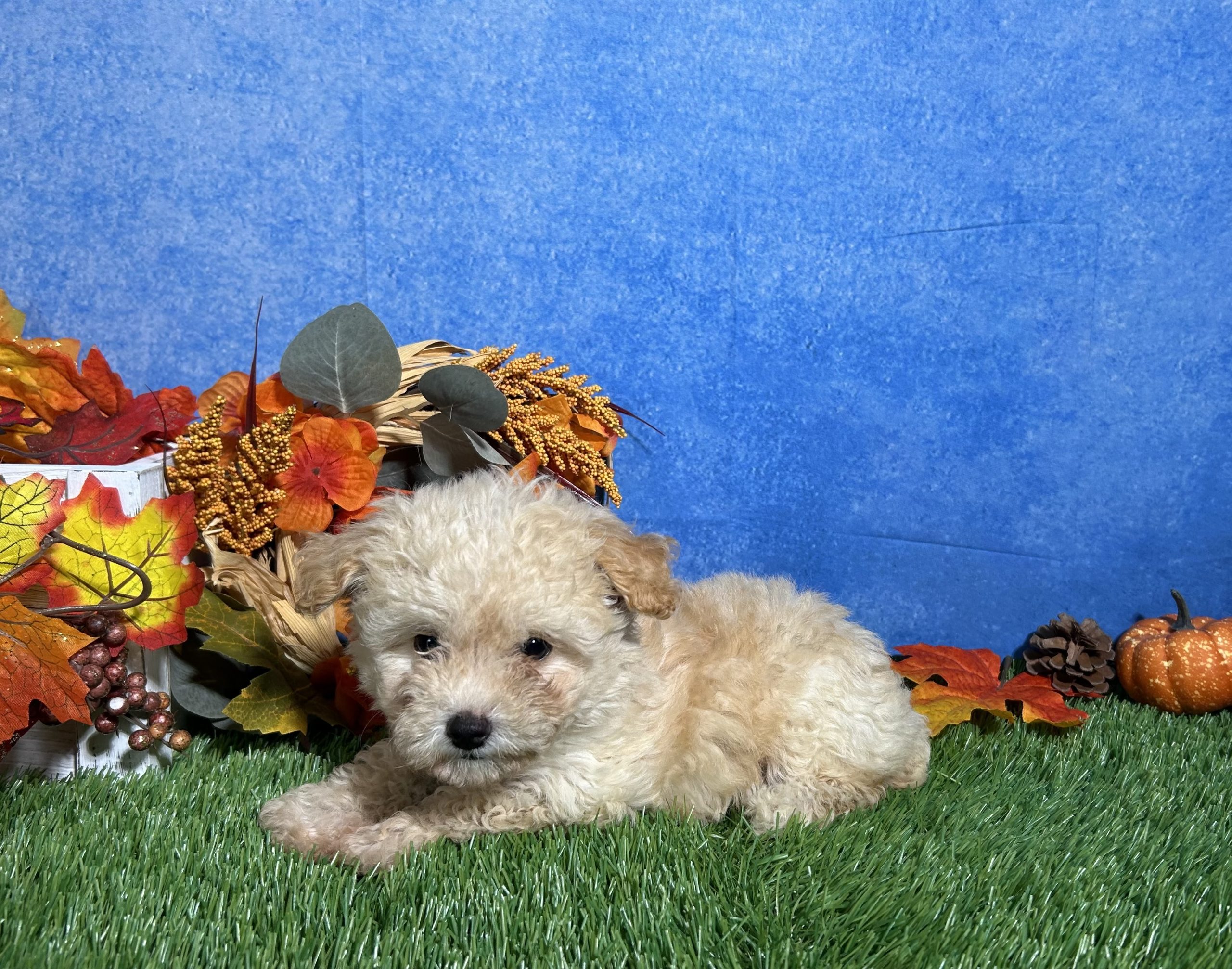 Holly The Maltipoo 6 Holly The Maltipoo - Image 6