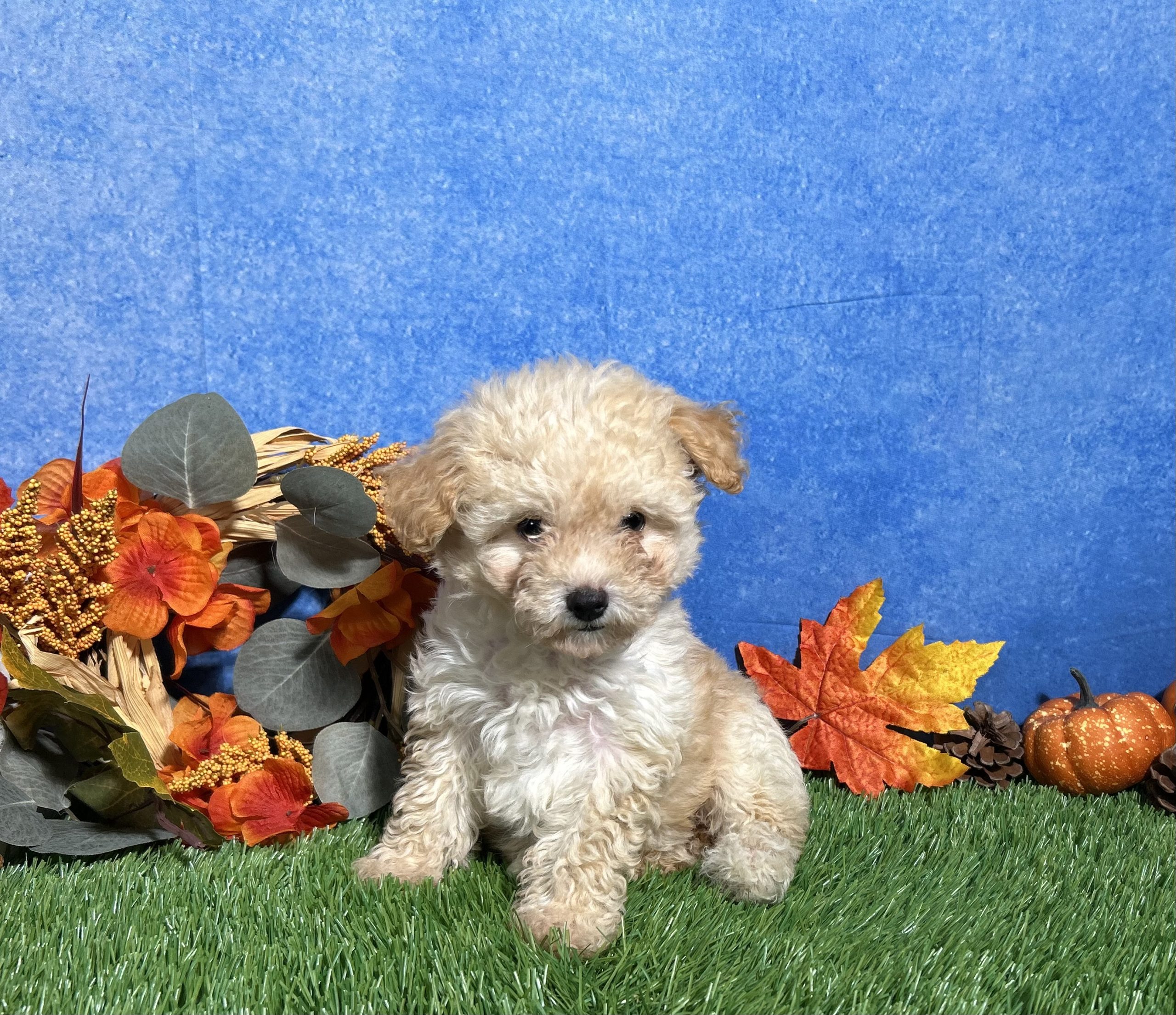 Holly The Maltipoo 1 Holly The Maltipoo