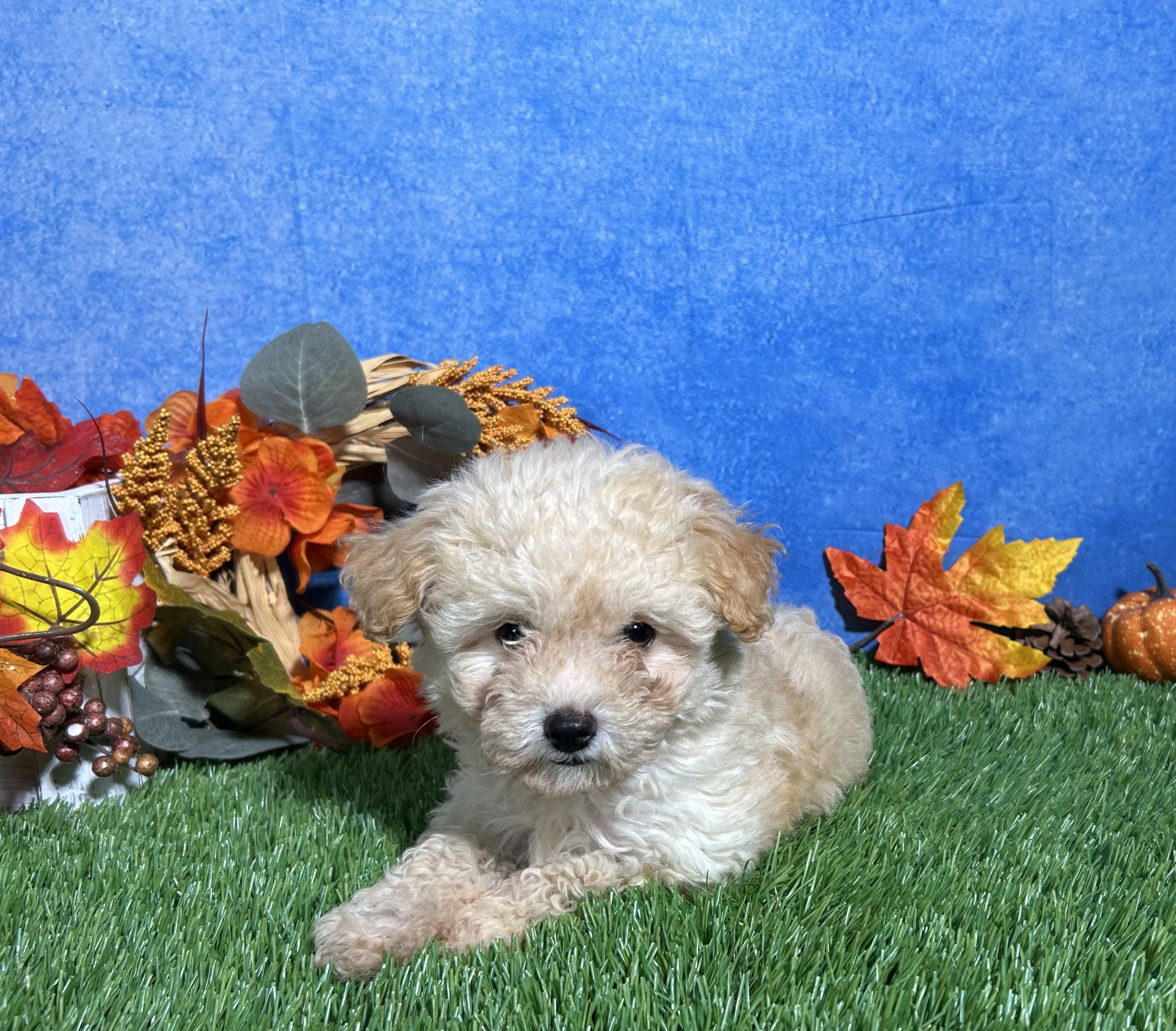 Holly The Maltipoo 5 Holly The Maltipoo - Image 5
