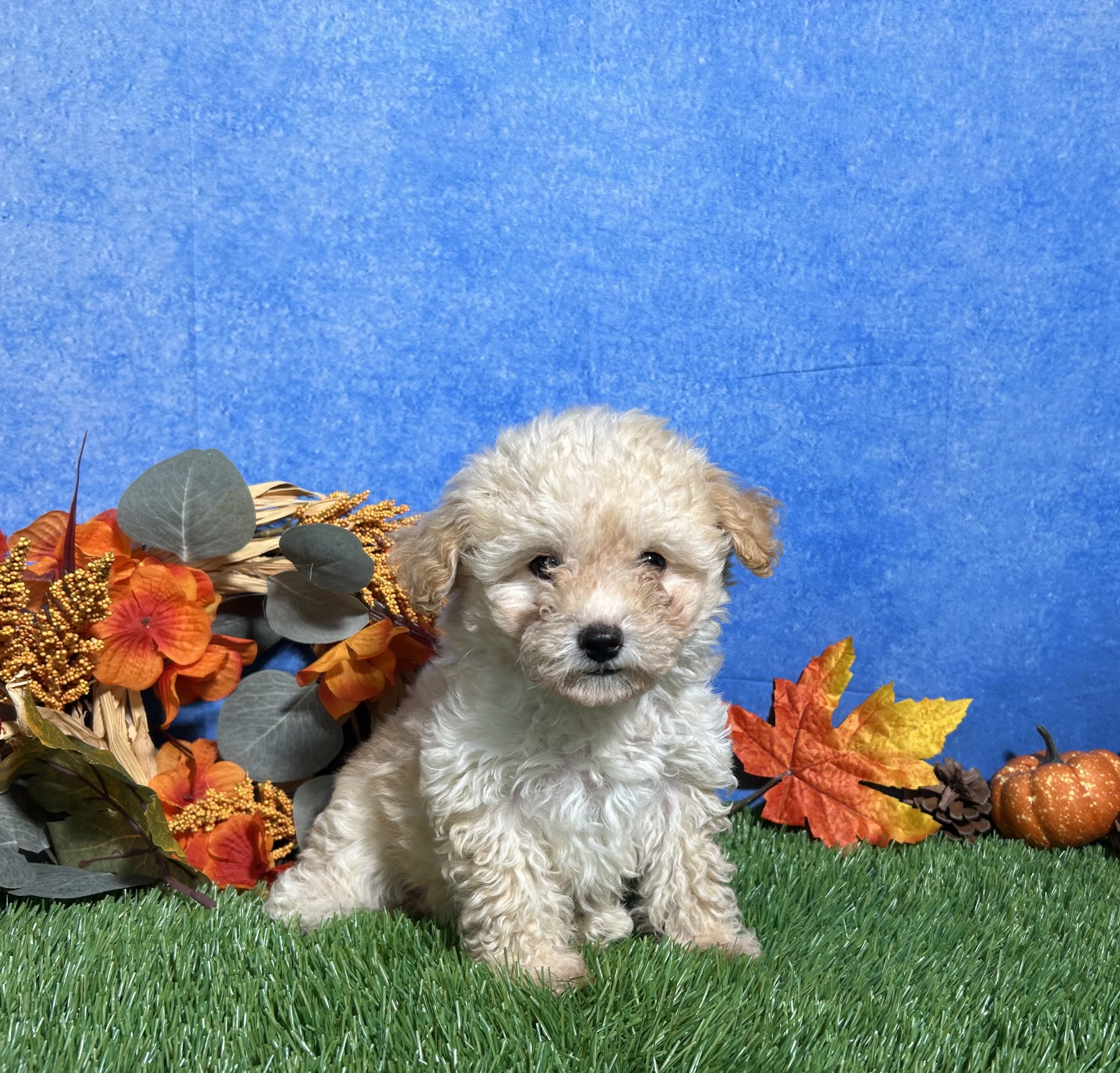 Holly The Maltipoo 4 Holly The Maltipoo - Image 4