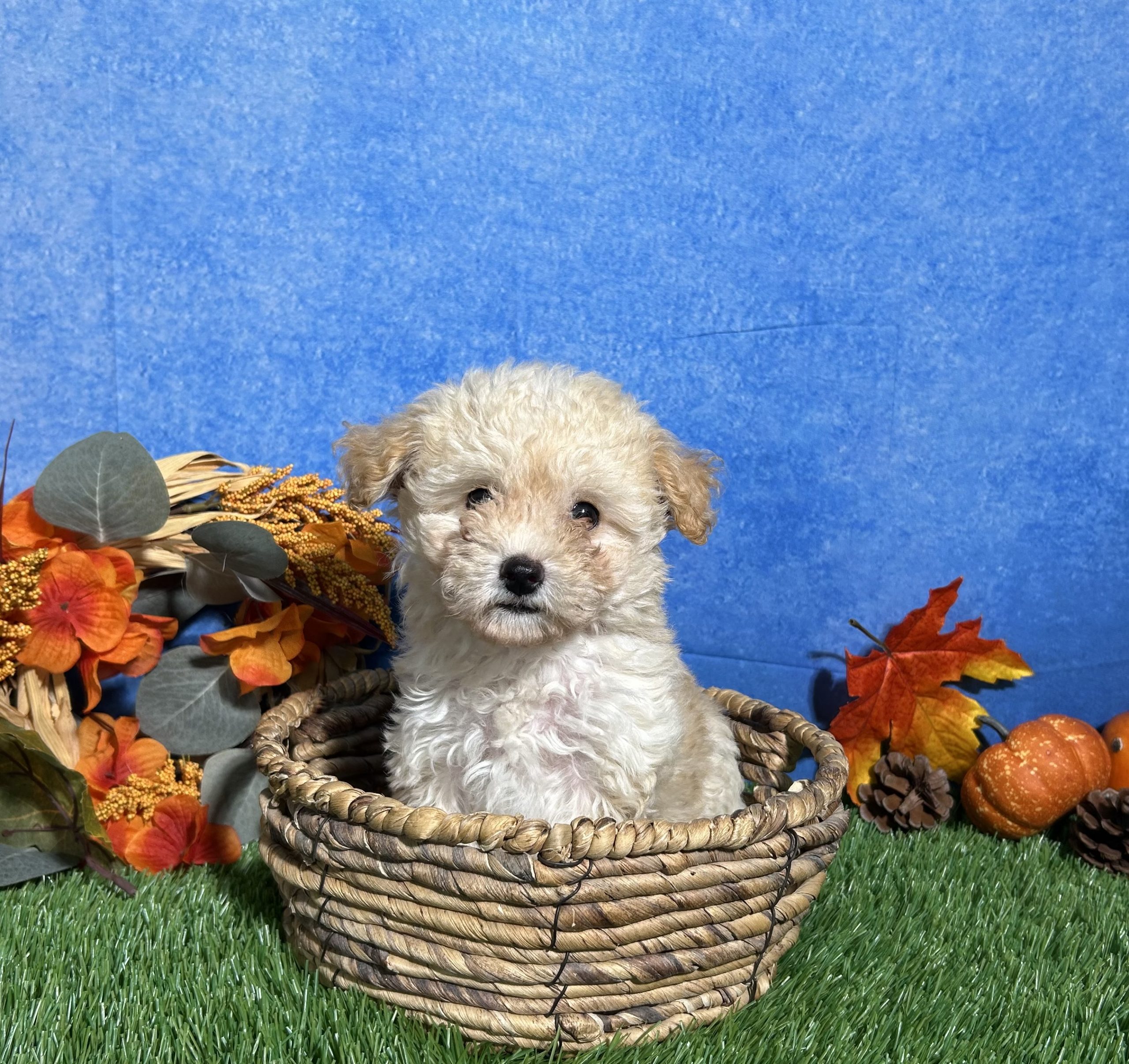 Holly The Maltipoo 3 Holly The Maltipoo - Image 3