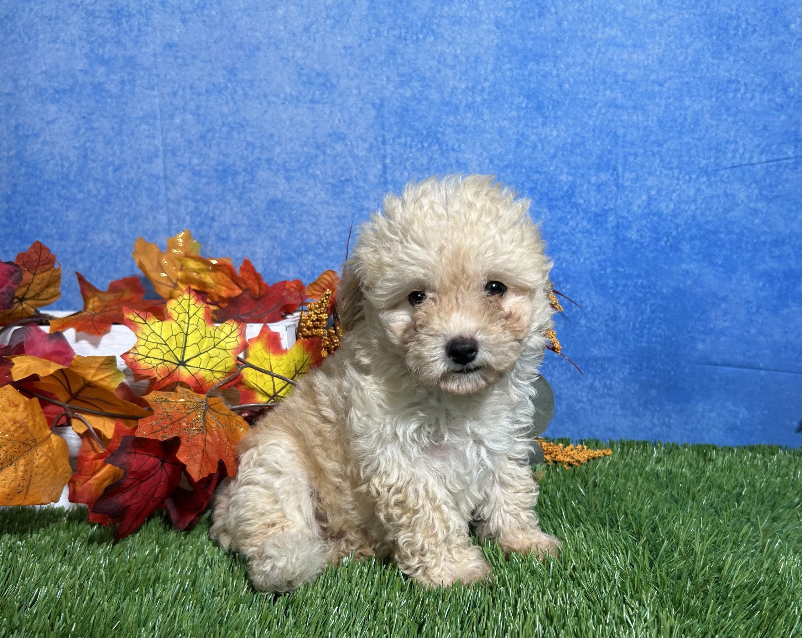 Holly The Maltipoo 2 Holly The Maltipoo - Image 2