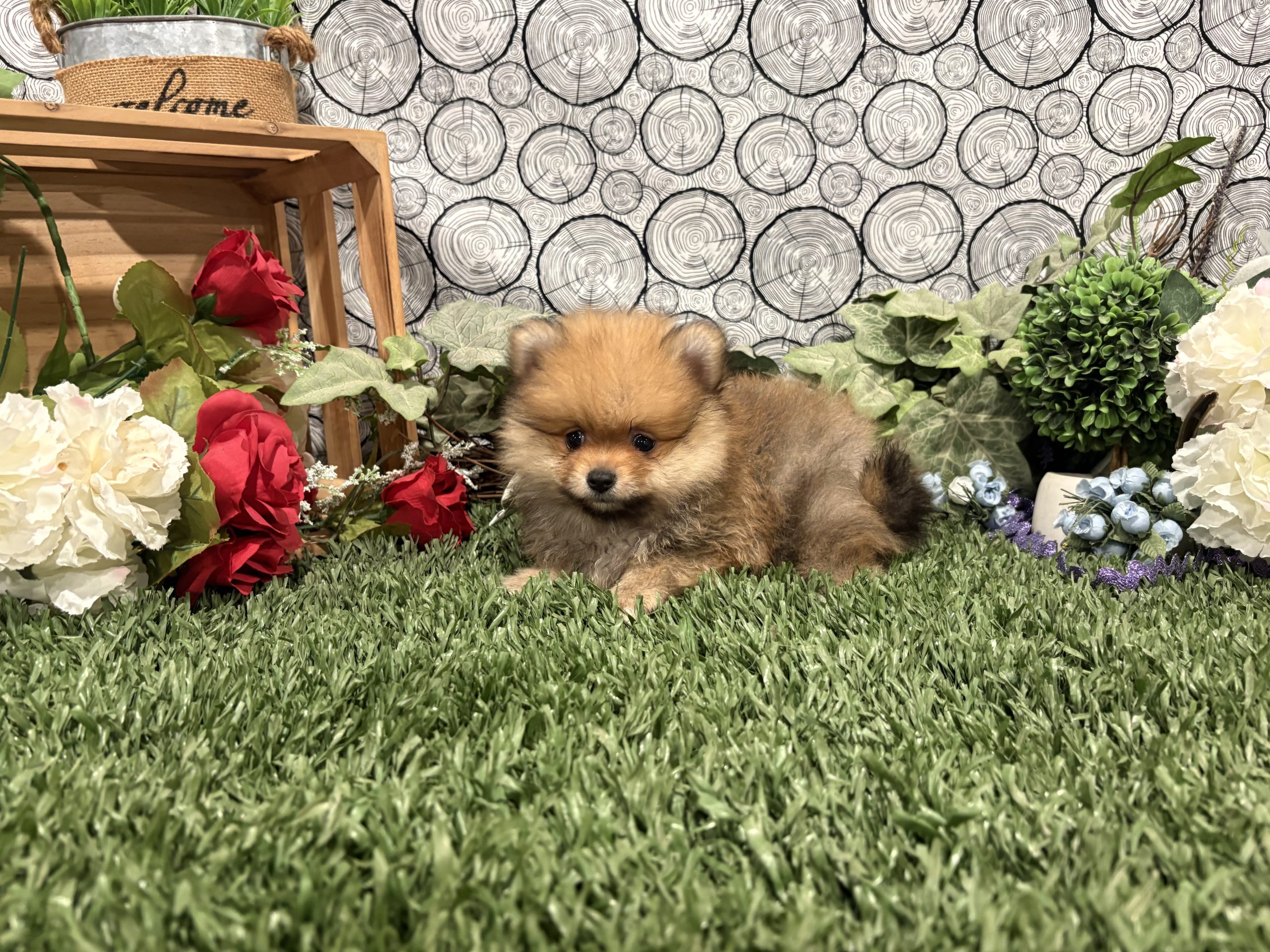 Herman 8 Herman - Image 8