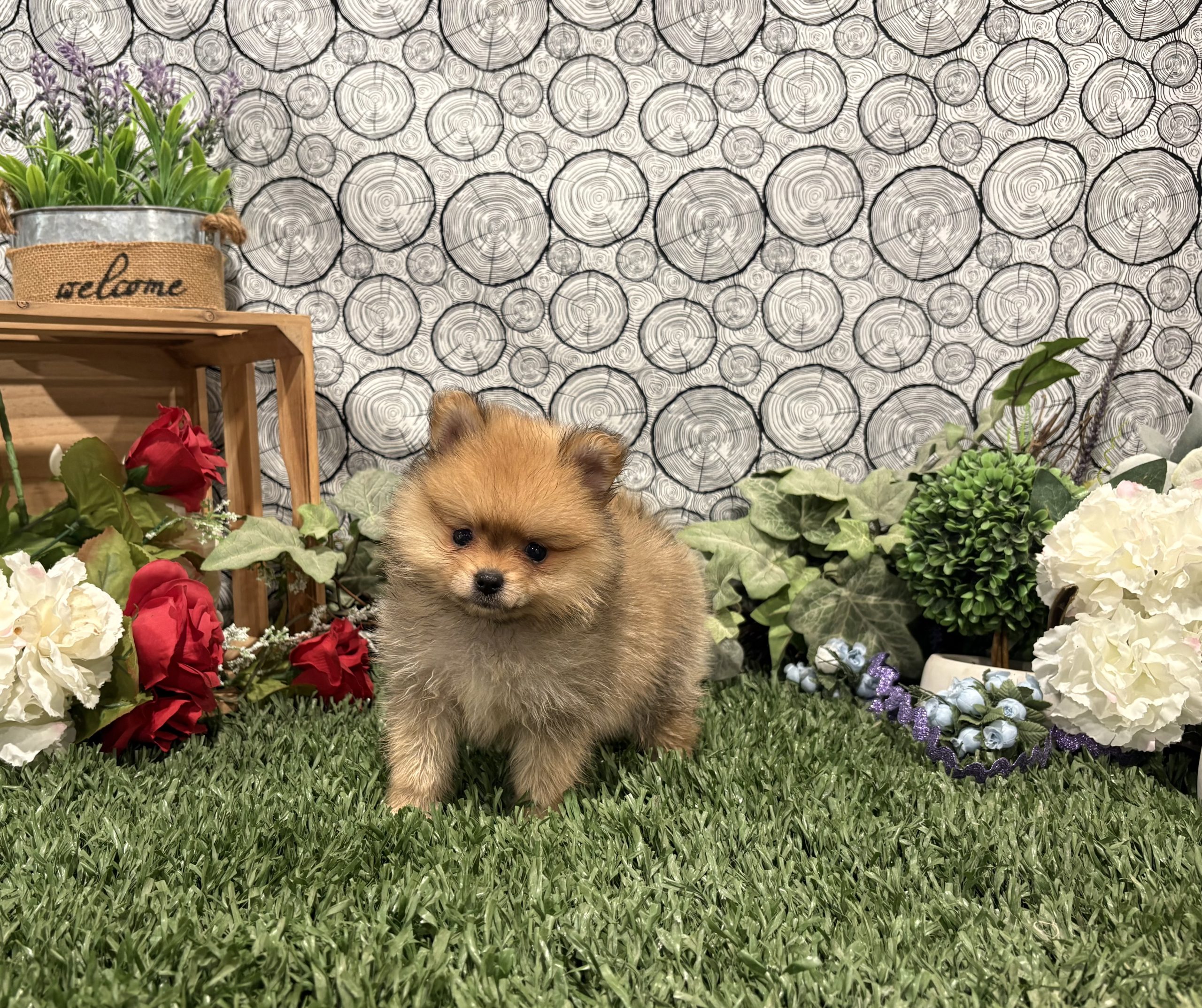 Cadey 3 Cadey - Image 3