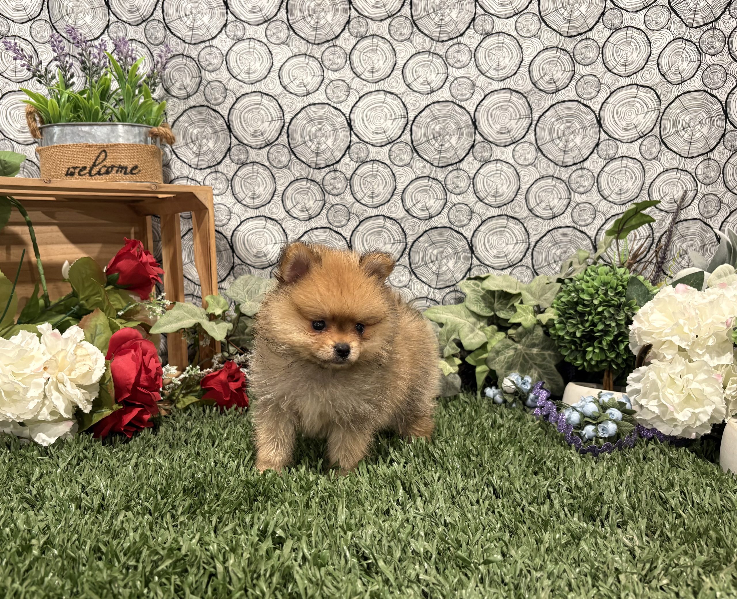 Cadey 4 Cadey - Image 4