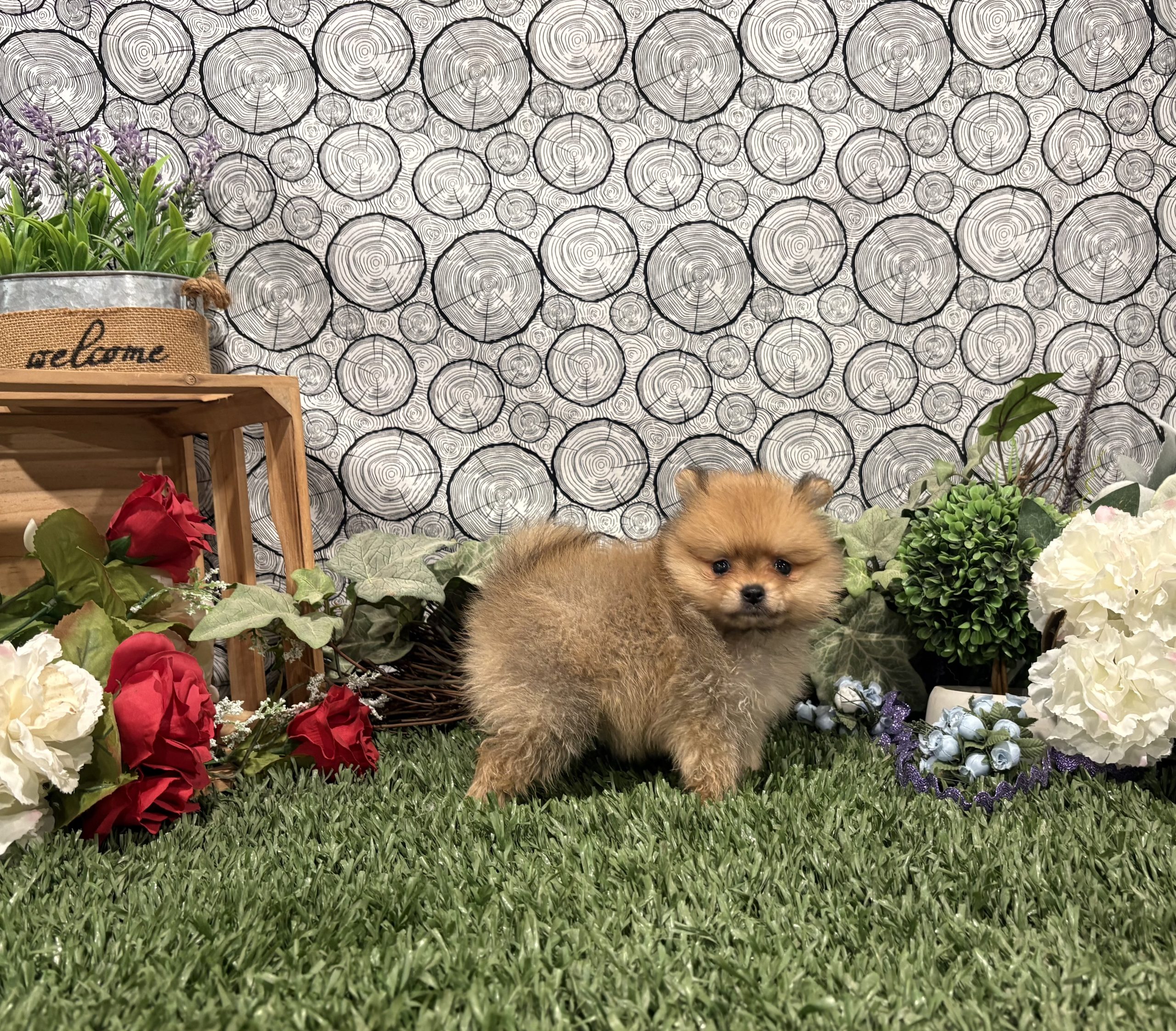 Cadey 6 Cadey - Image 6