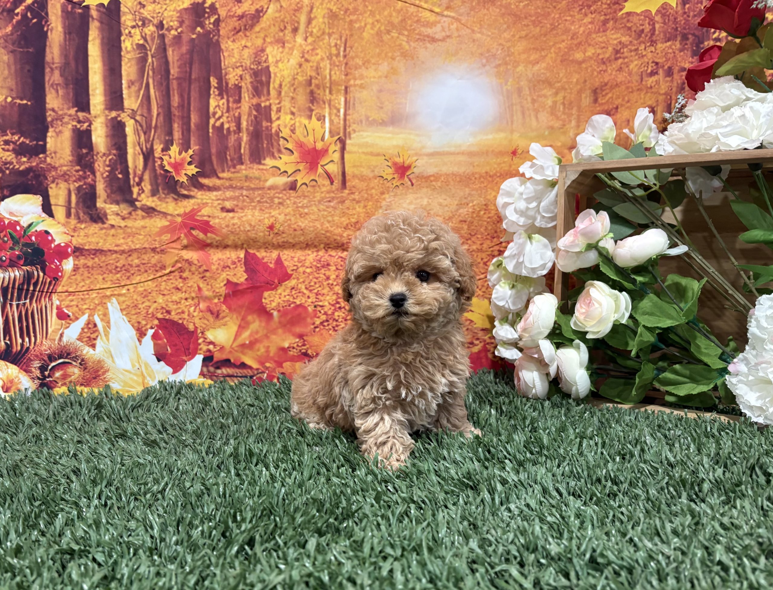 Zona The Toy Poodle 1 Zona The Toy Poodle