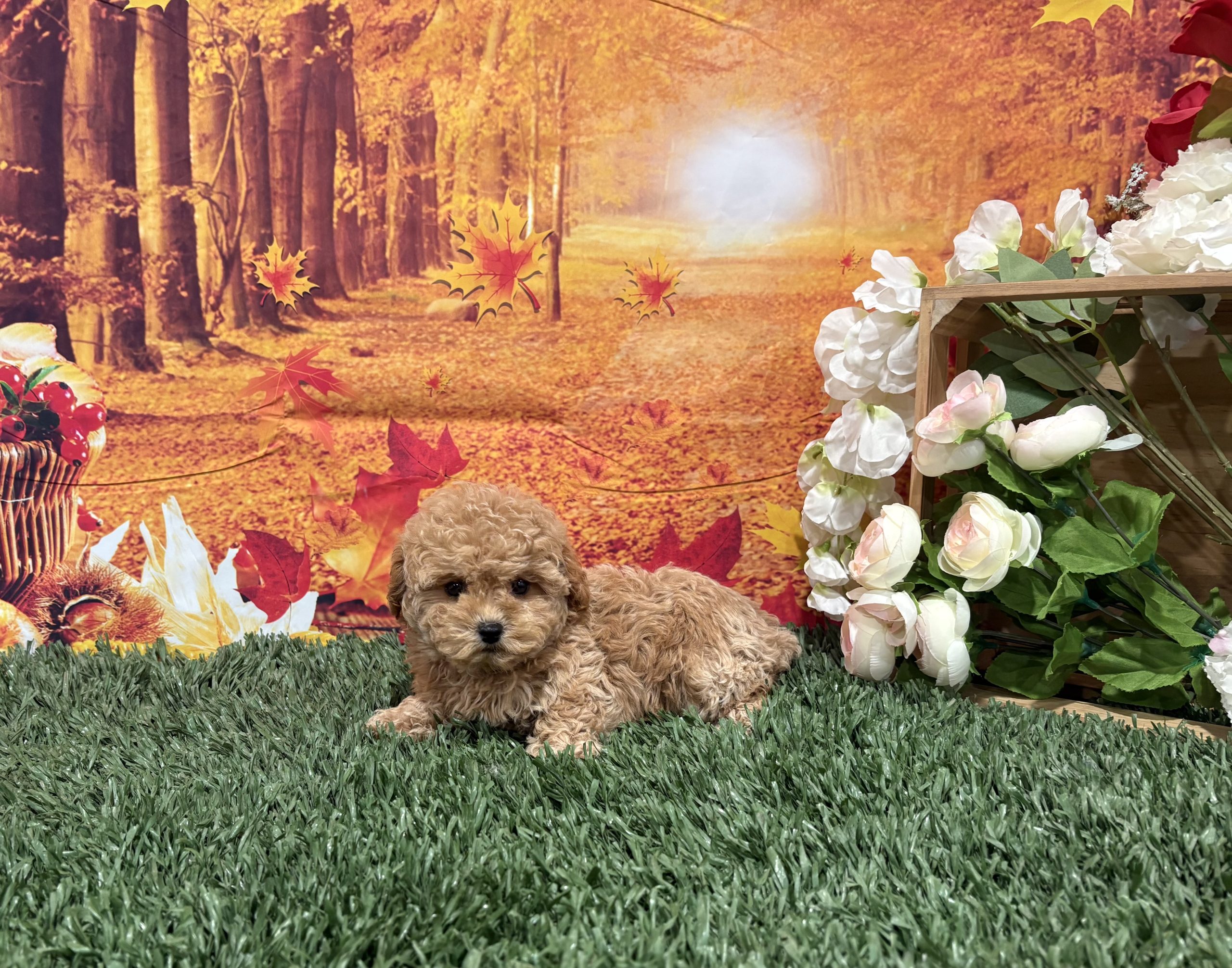 Zona The Toy Poodle 7 Zona The Toy Poodle - Image 7