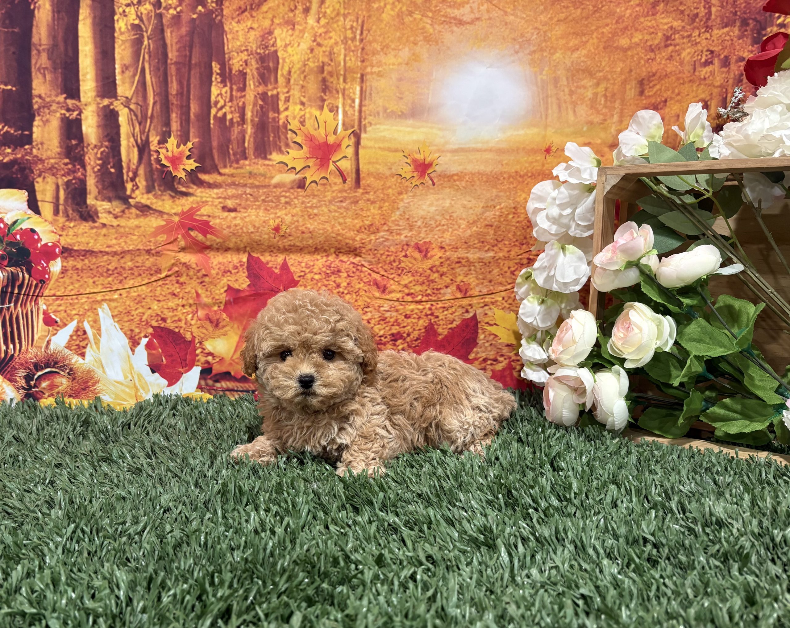 Zona The Toy Poodle 3 Zona The Toy Poodle - Image 3