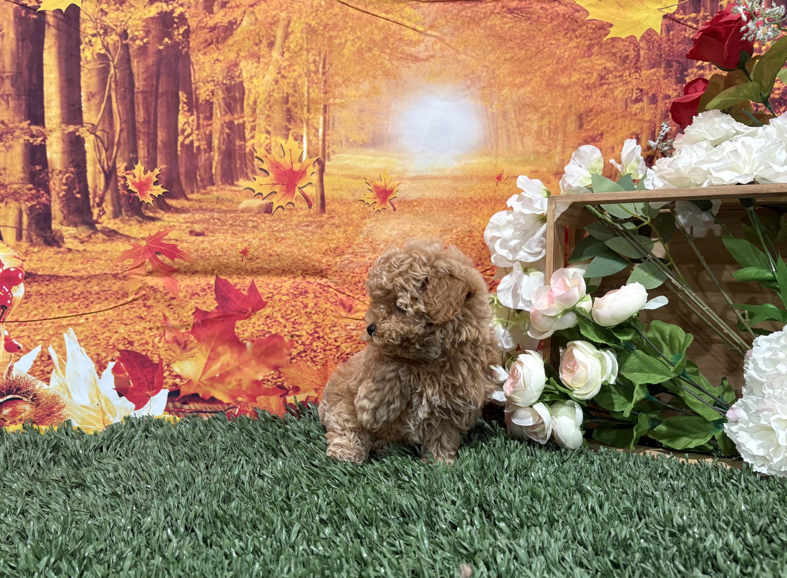 Zona The Toy Poodle 6 Zona The Toy Poodle - Image 6