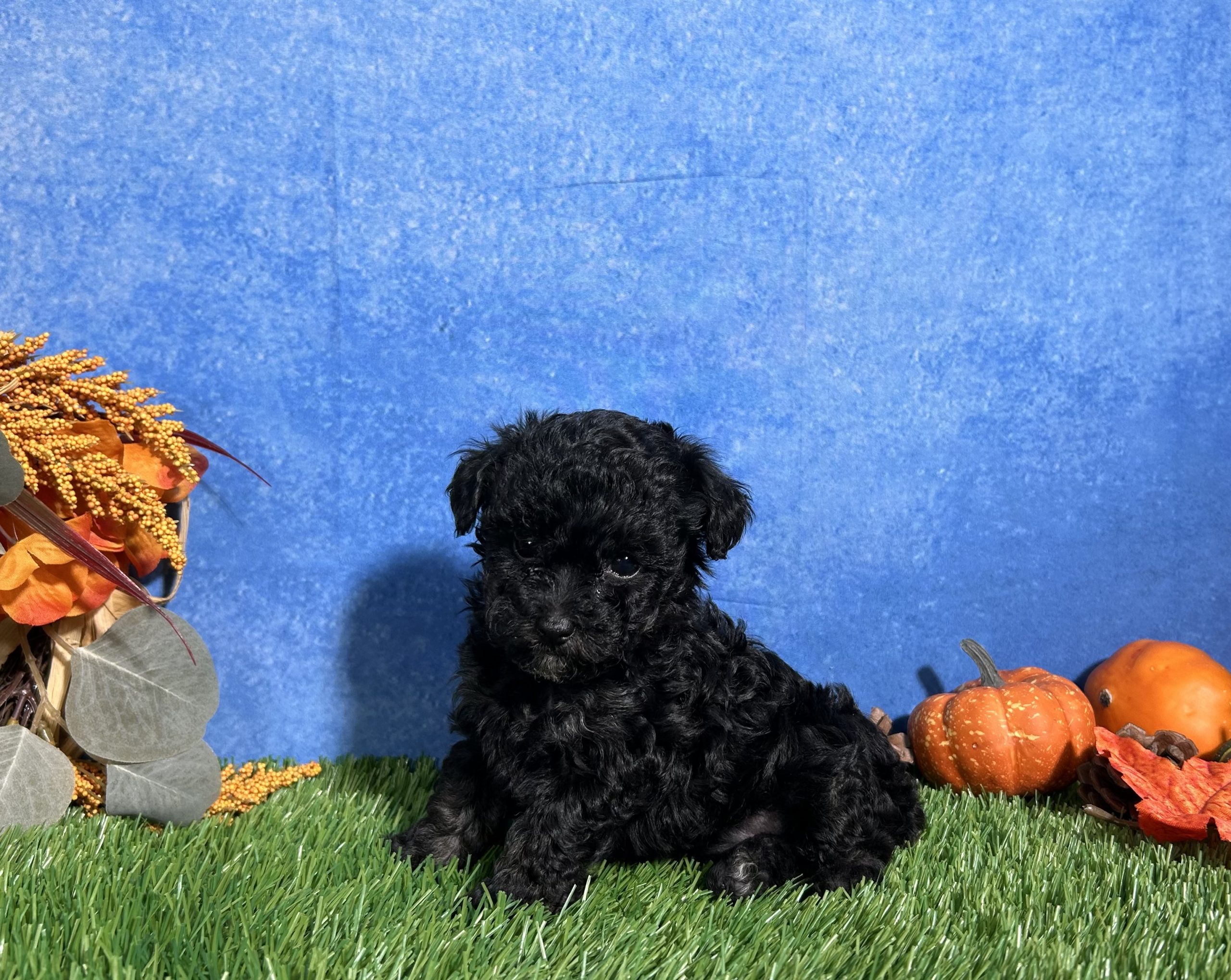 Chloe The Toy Poodle 2 Chloe The Toy Poodle - Image 2
